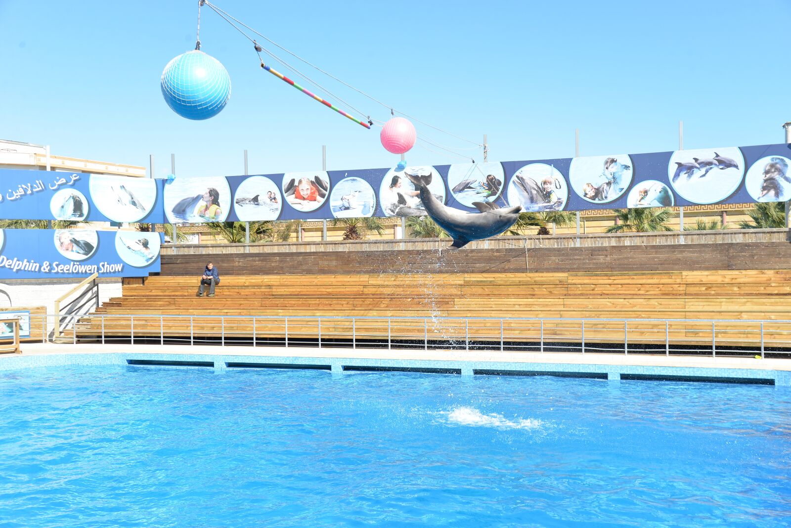 Nikon D610 sample photo. Dolphins, dolphin show, dolphin photography