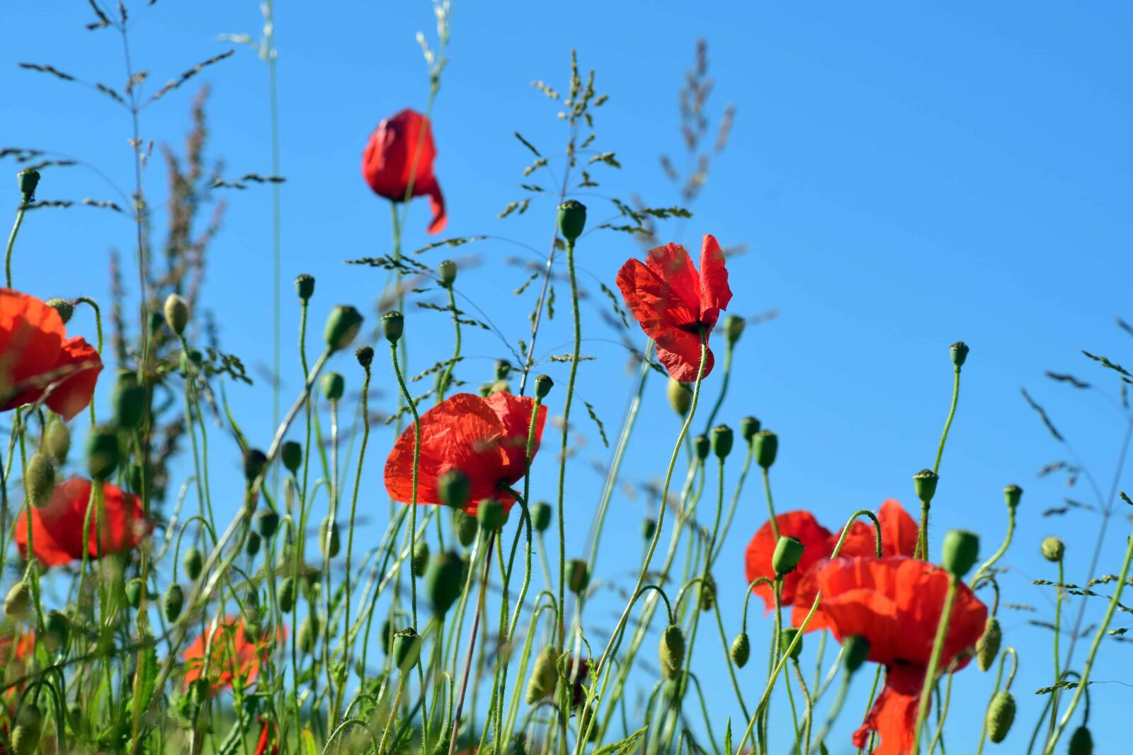 Nikon D3300 sample photo. Nature, field, meadow, poppy photography