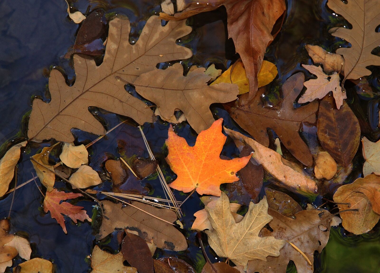Canon EOS 500D (EOS Rebel T1i / EOS Kiss X3) sample photo. Autumn, leaves, fall photography