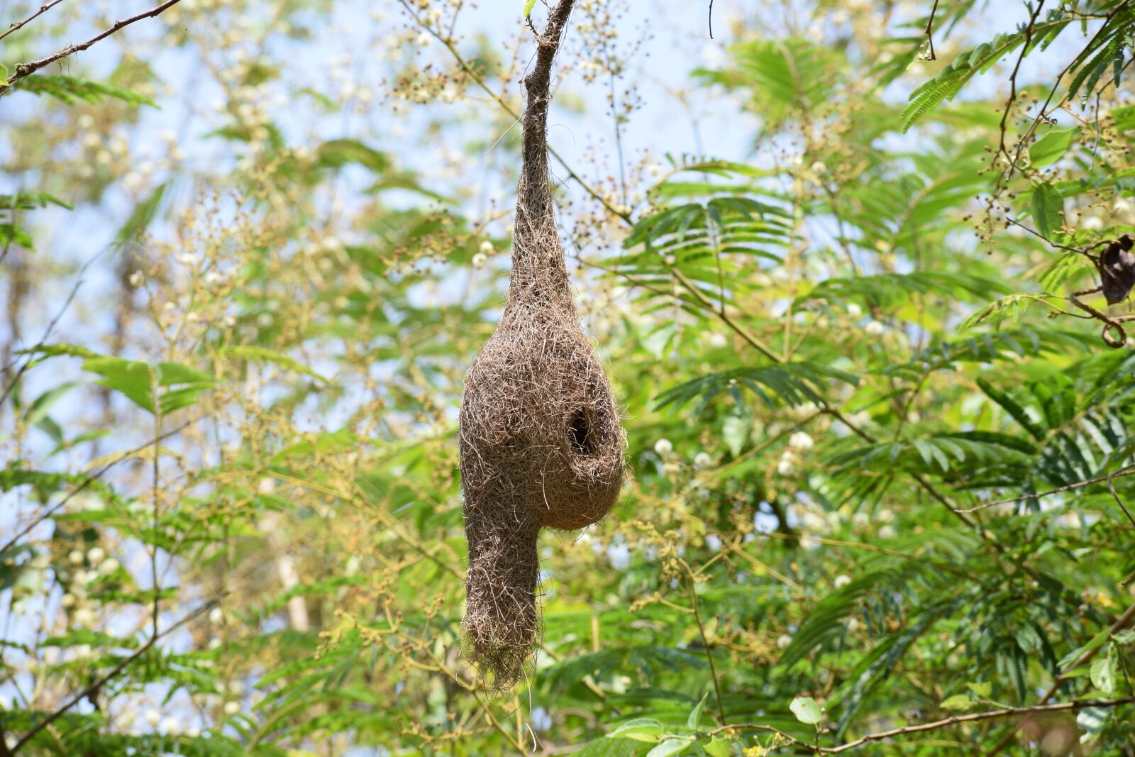 Nikon D5300 sample photo. Bird, nestle, nest photography