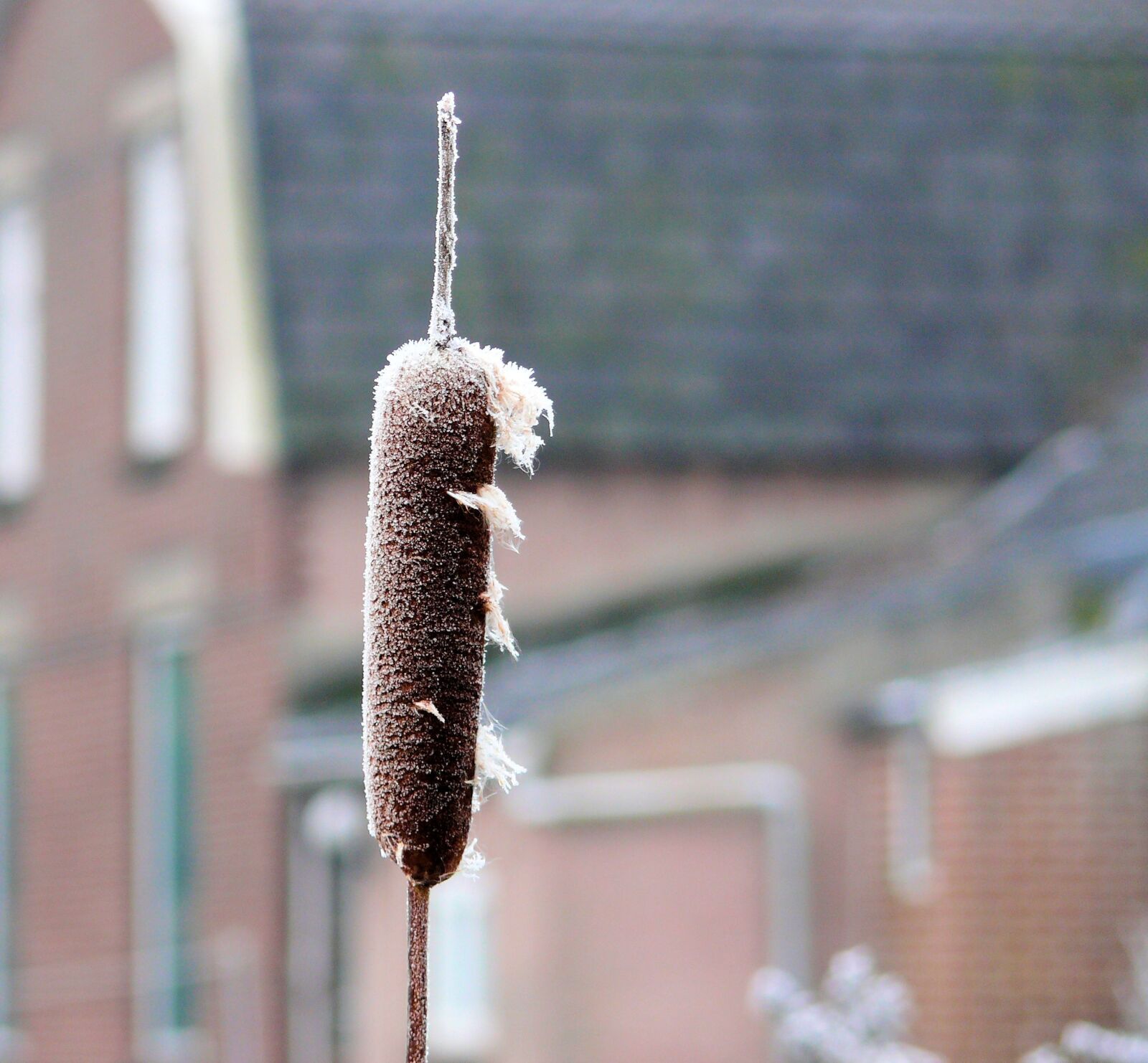 Panasonic DMC-FZ50 sample photo. Winter, ice, cattail photography