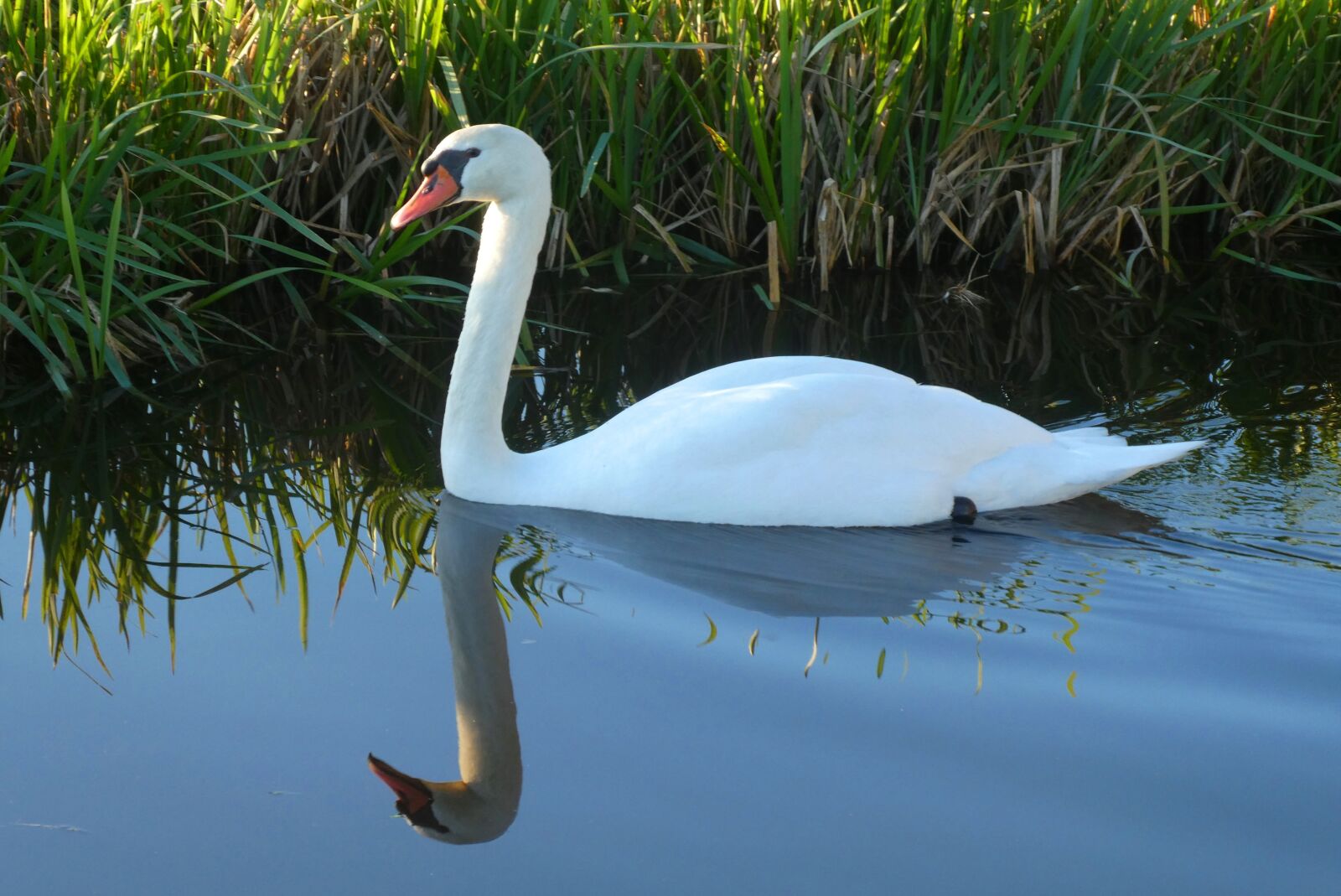 Panasonic Lumix DC-ZS70 (Lumix DC-TZ90) sample photo. Swan, ditch, water photography