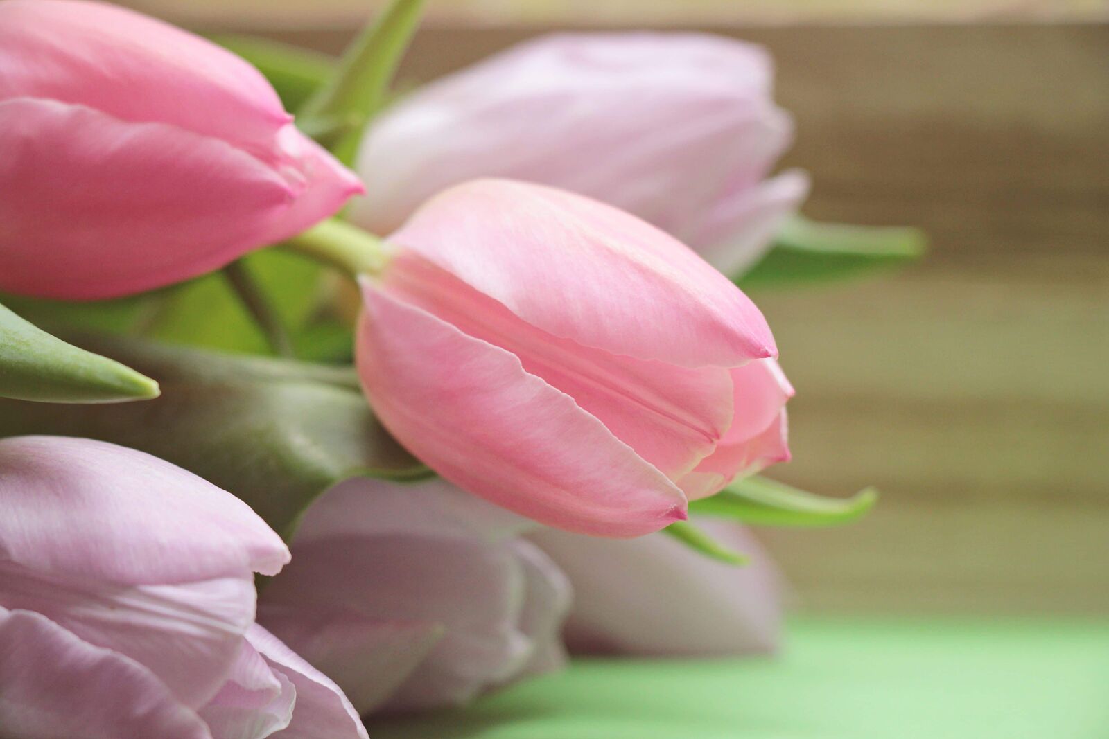 Canon EOS 550D (EOS Rebel T2i / EOS Kiss X4) sample photo. Flower, petal, tulip, nature photography