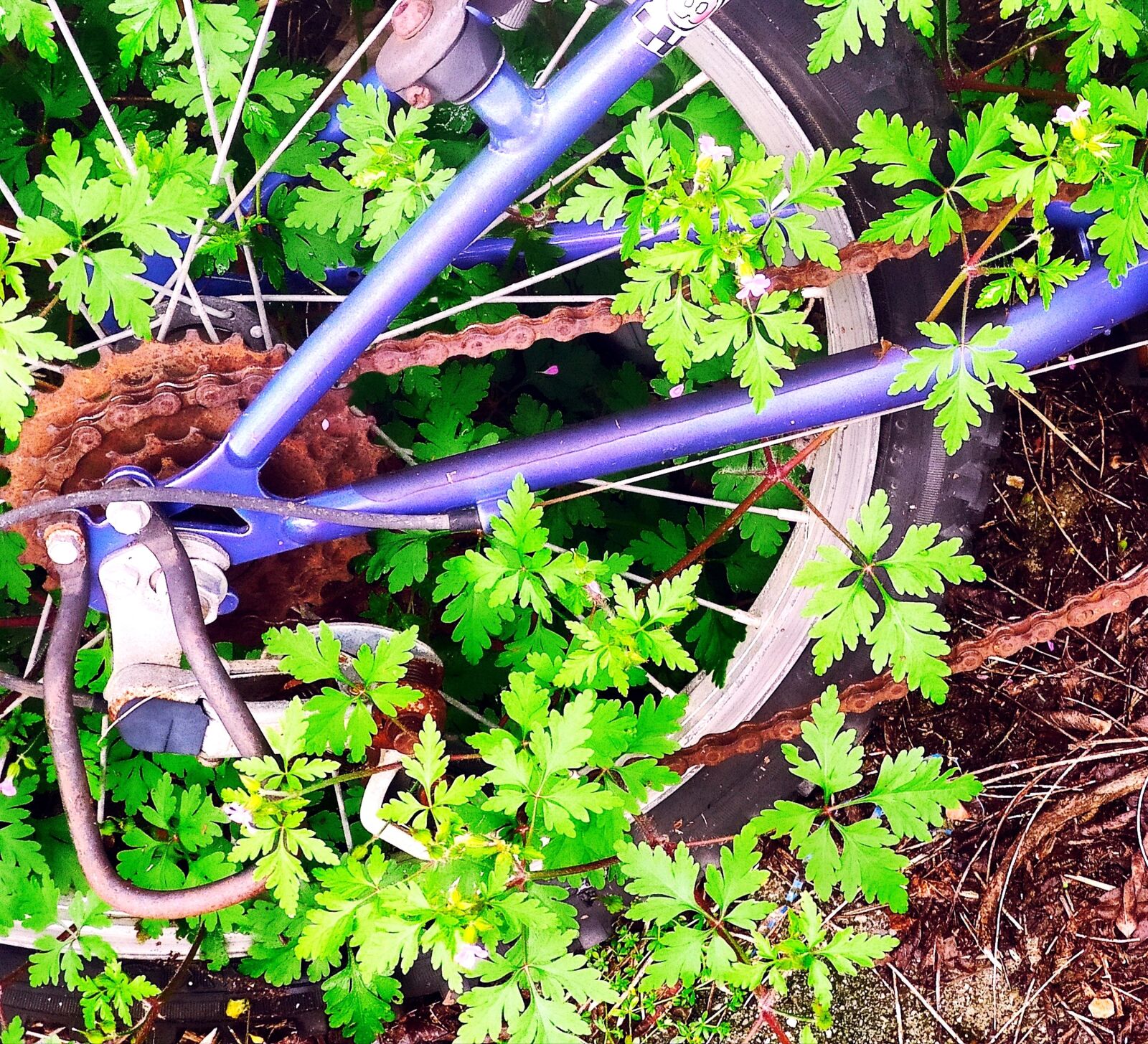 Xiaomi Mi 9T sample photo. Bicycle, leaves, wheel photography