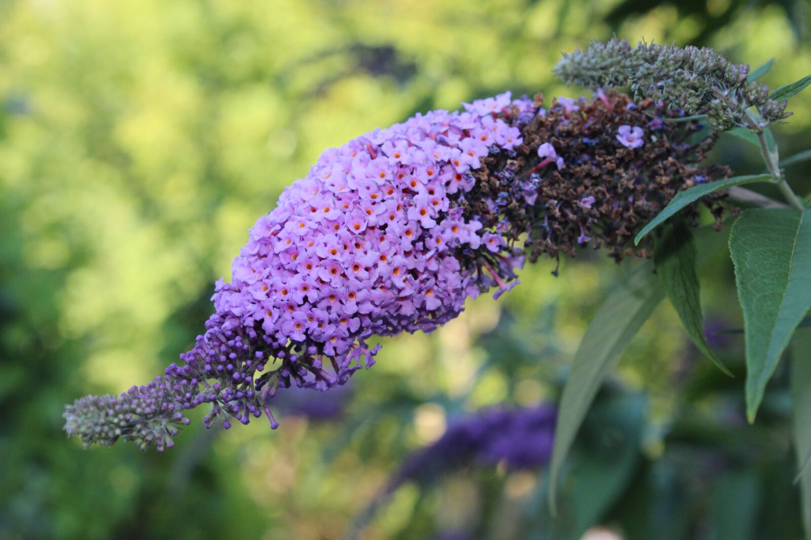Canon EOS 1300D (EOS Rebel T6 / EOS Kiss X80) sample photo. Flower, purple, butterfly tree photography
