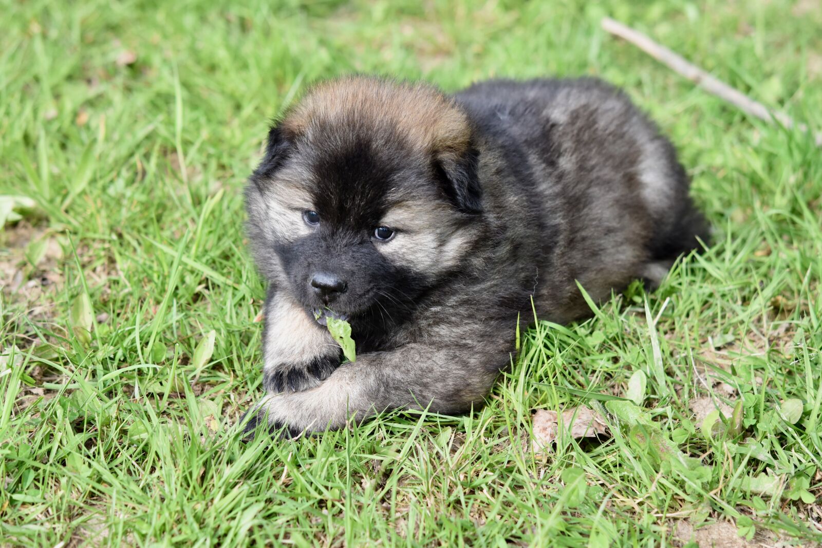 Nikon D5600 sample photo. Dog, young puppy, bitch photography