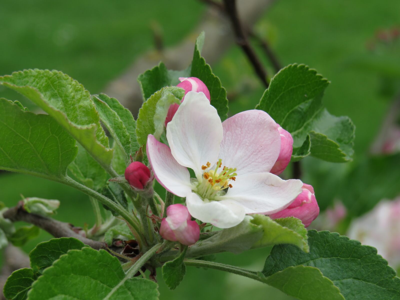 Canon PowerShot SX540 HS sample photo. Apple blossom, pink, blossom photography