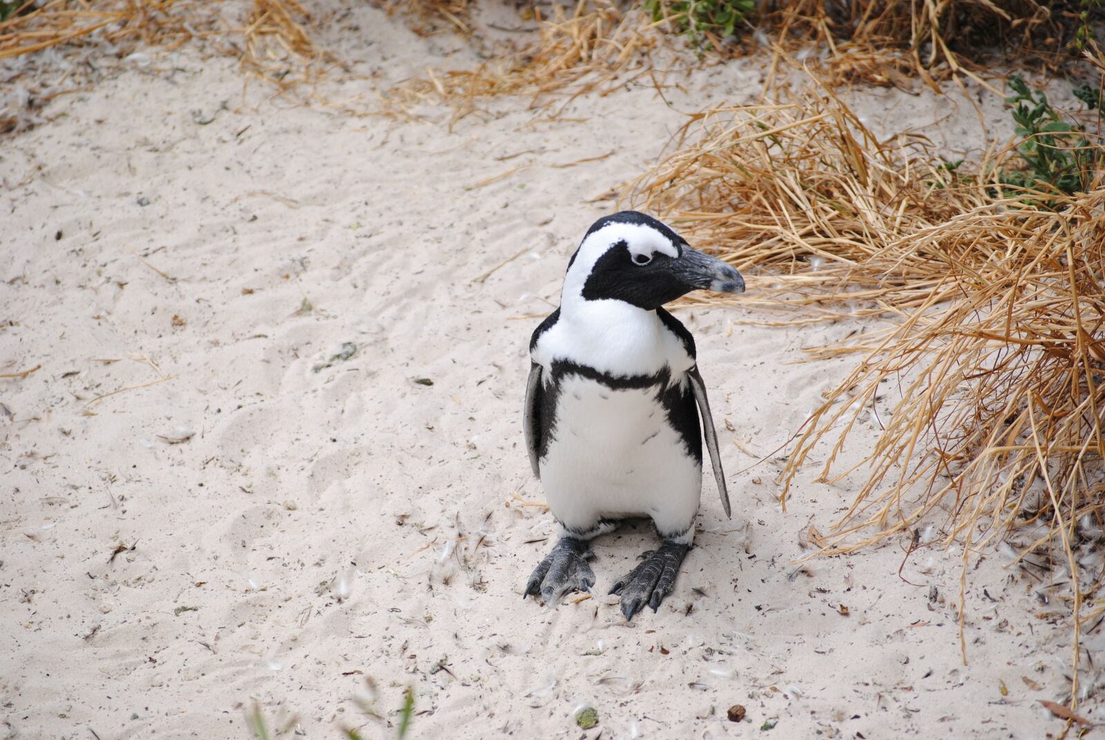 Nikon D3000 sample photo. Penguin, africa, south africa photography
