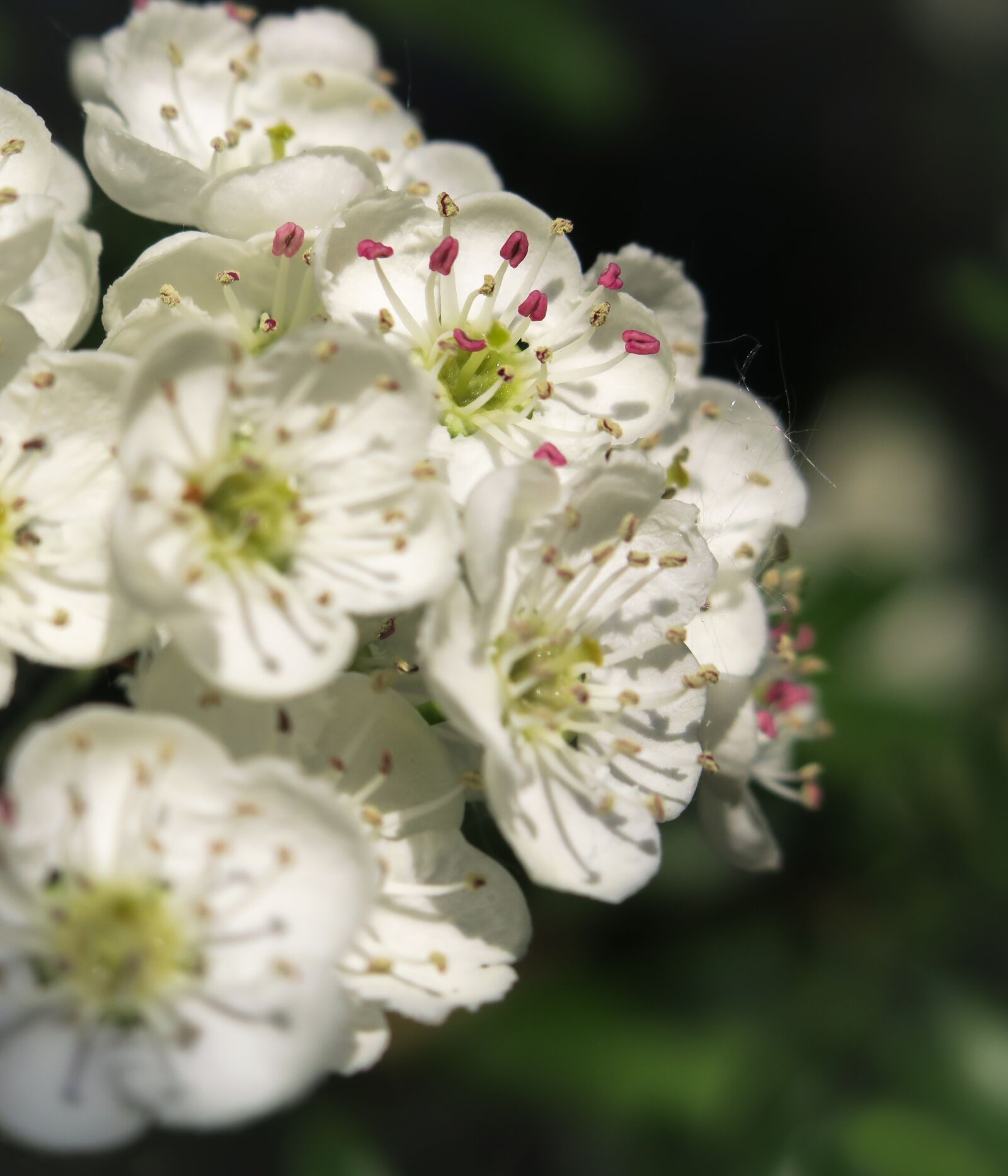 Canon PowerShot G3 X sample photo. Hawthorn, hawthorn flower, flowers photography