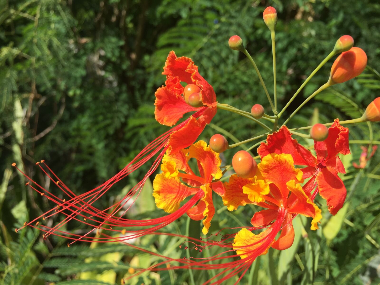 iPhone 6 Plus back camera 4.15mm f/2.2 sample photo. Flower, orange, yellow photography