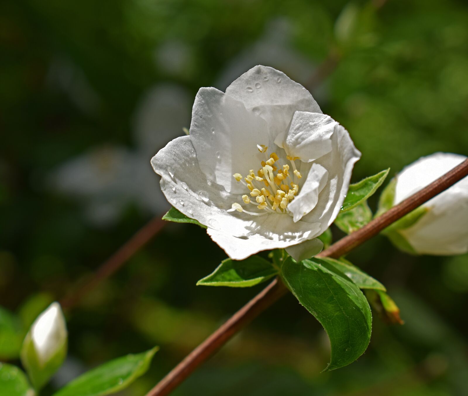 Nikon D3300 sample photo. Rain-wet mock orange flowers photography