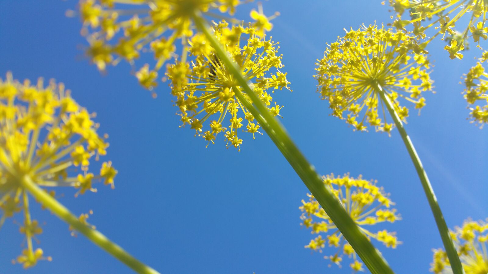 Samsung Galaxy Note4 sample photo. Nature, flowers, plant photography