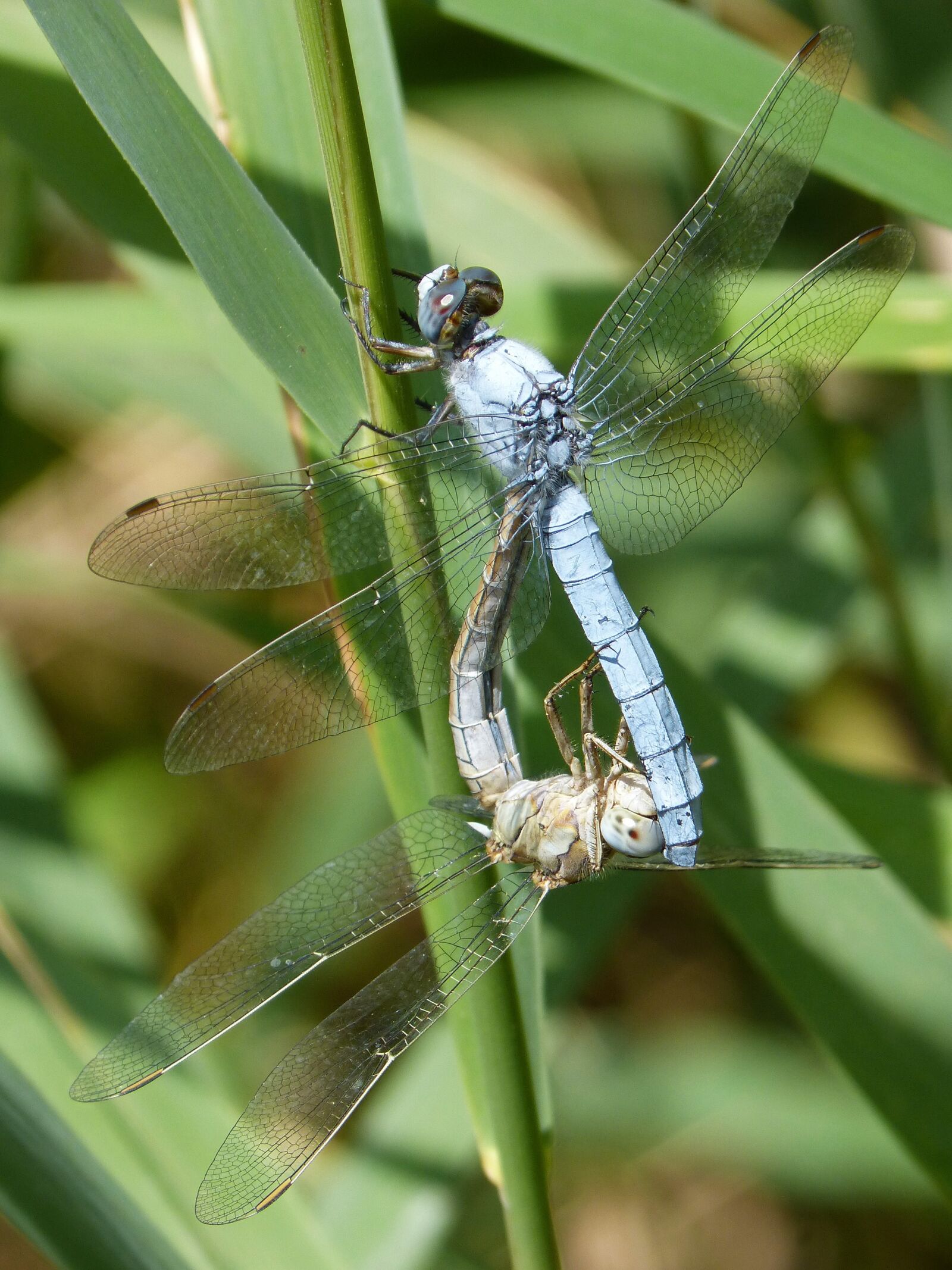 Panasonic DMC-FZ62 sample photo. Blue dragonfly, american cane photography