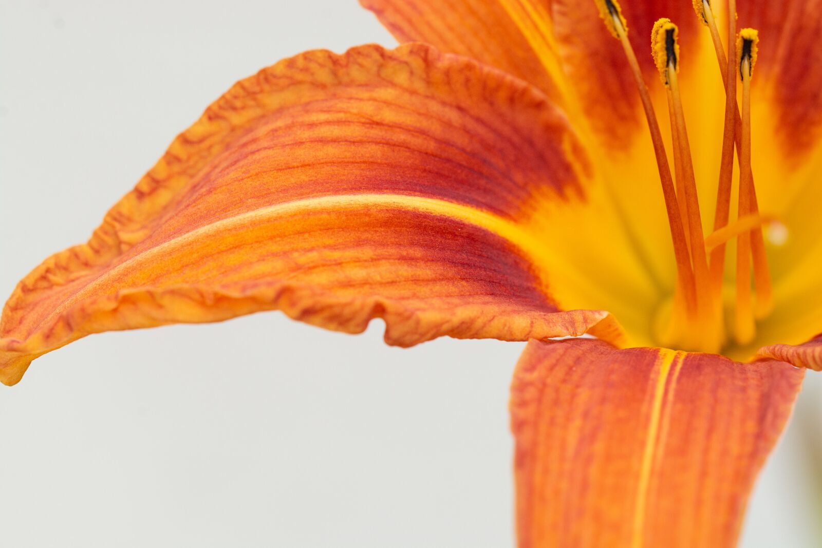 Nikon D7100 sample photo. Flower, lily, orange photography