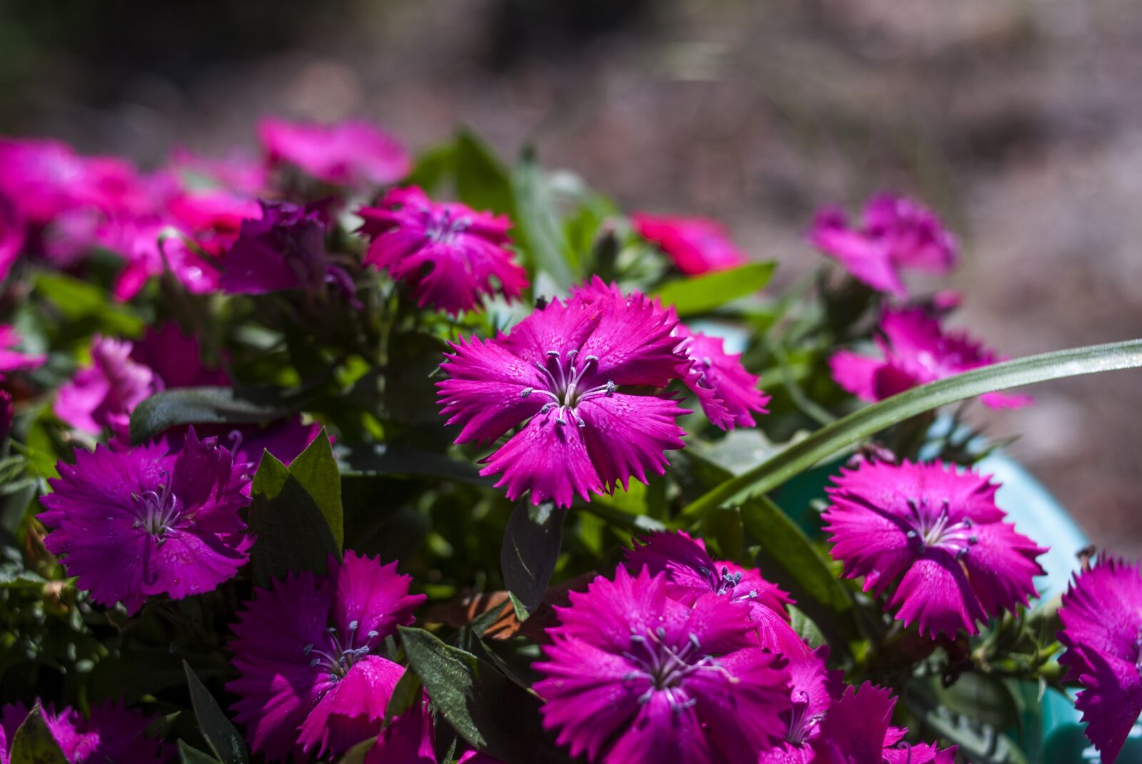 Nikon D60 sample photo. Flower, nature, plant photography