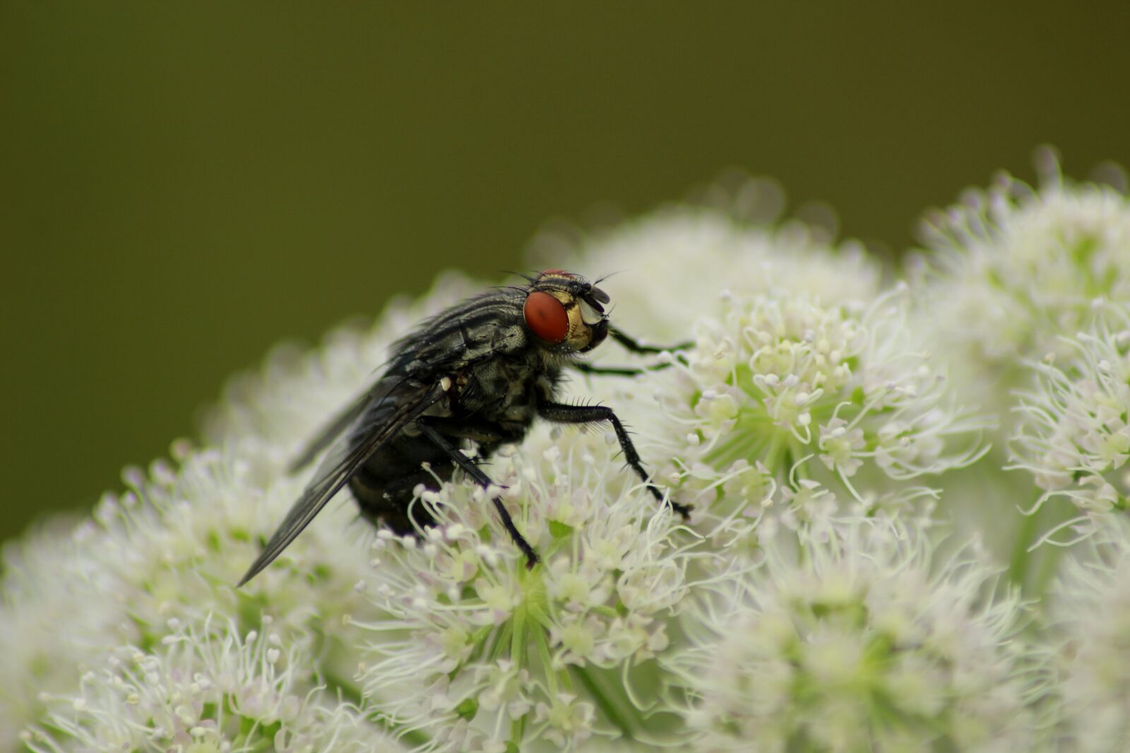 Canon EOS 100D (EOS Rebel SL1 / EOS Kiss X7) sample photo. Fly, flower, white photography