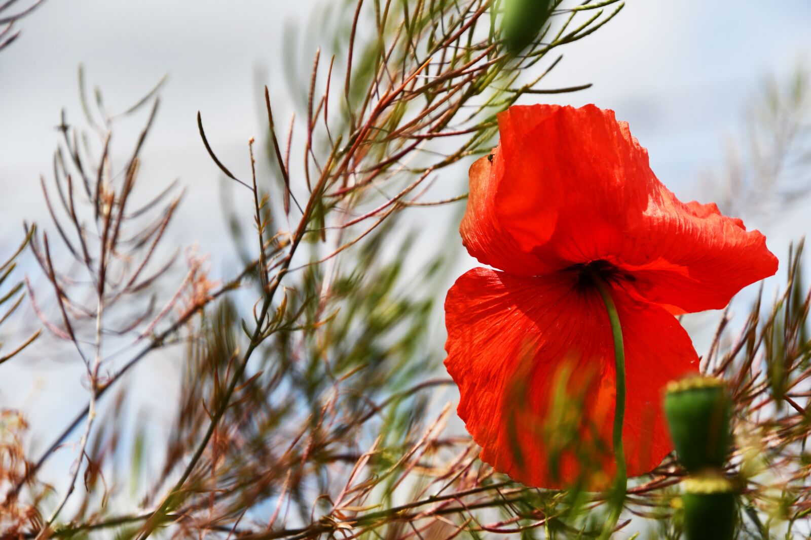Nikon D7500 sample photo. Poppy, red, petals photography