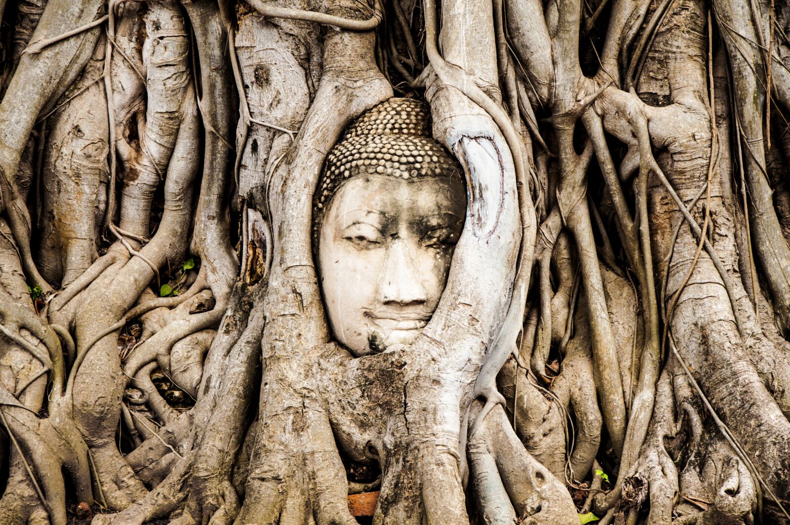 Nikon D90 sample photo. Buda, árbol, zen photography