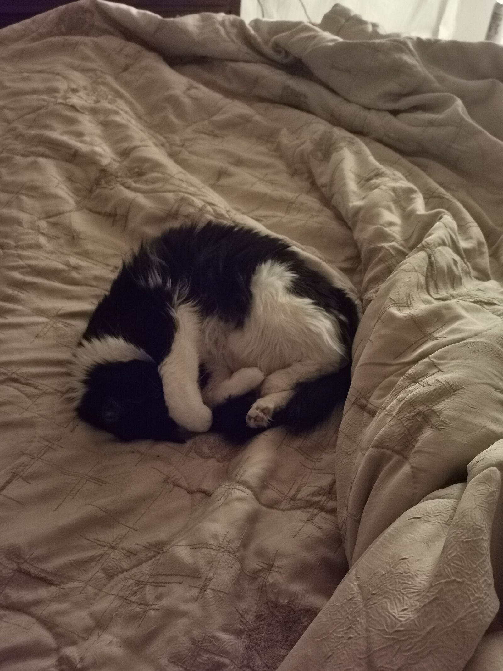 HUAWEI P30 Pro sample photo. Cat, cat sleeping, cute photography