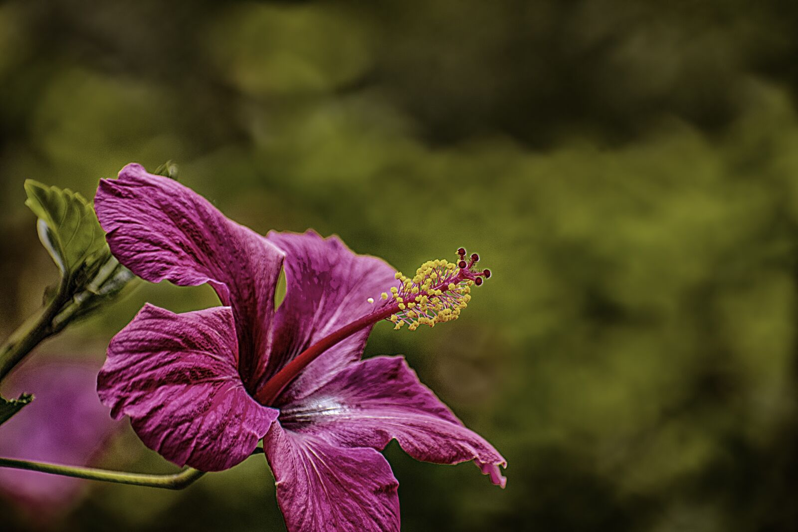 Nikon D600 sample photo. Flower, nature, plant photography