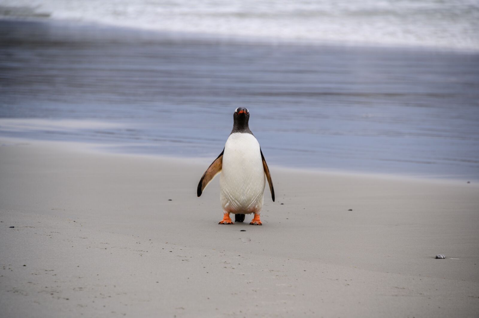 Nikon Z6 sample photo. Penguin, bird, animal photography