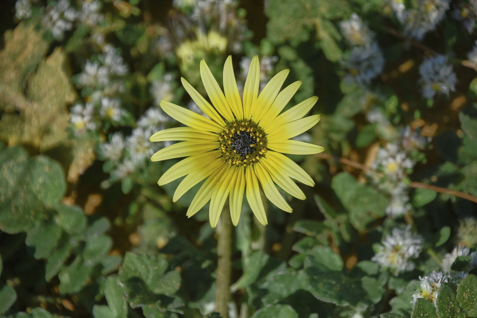 Nikon D7200 sample photo. Flower, garden, plant photography