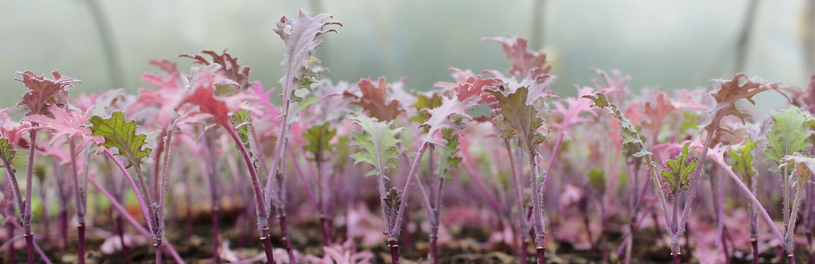 Canon EOS 600D (Rebel EOS T3i / EOS Kiss X5) + Canon EF-S 18-55mm F3.5-5.6 IS sample photo. Kale, pink, plants photography
