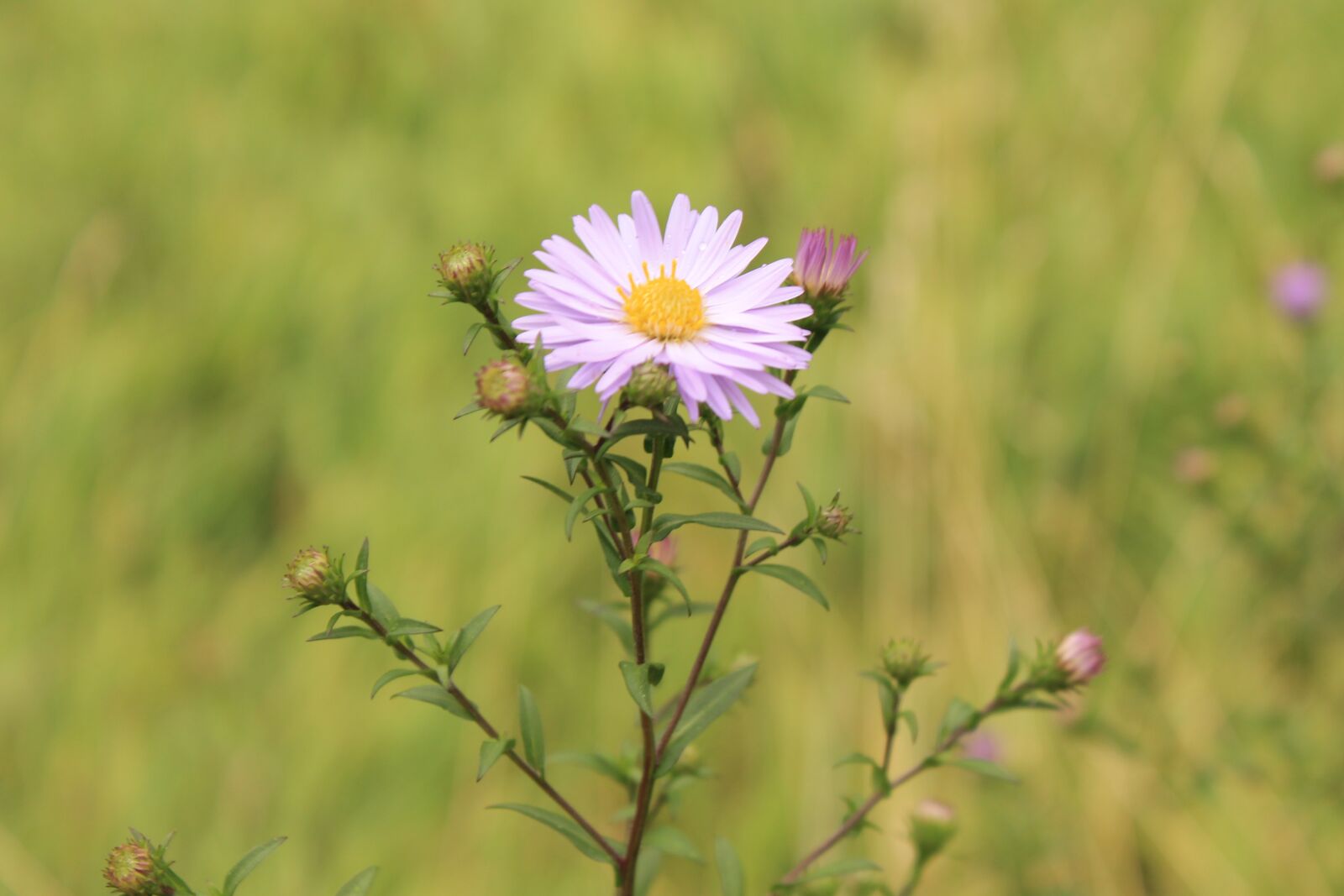 Canon EOS 1100D (EOS Rebel T3 / EOS Kiss X50) sample photo. Beautiful, plant, flower photography