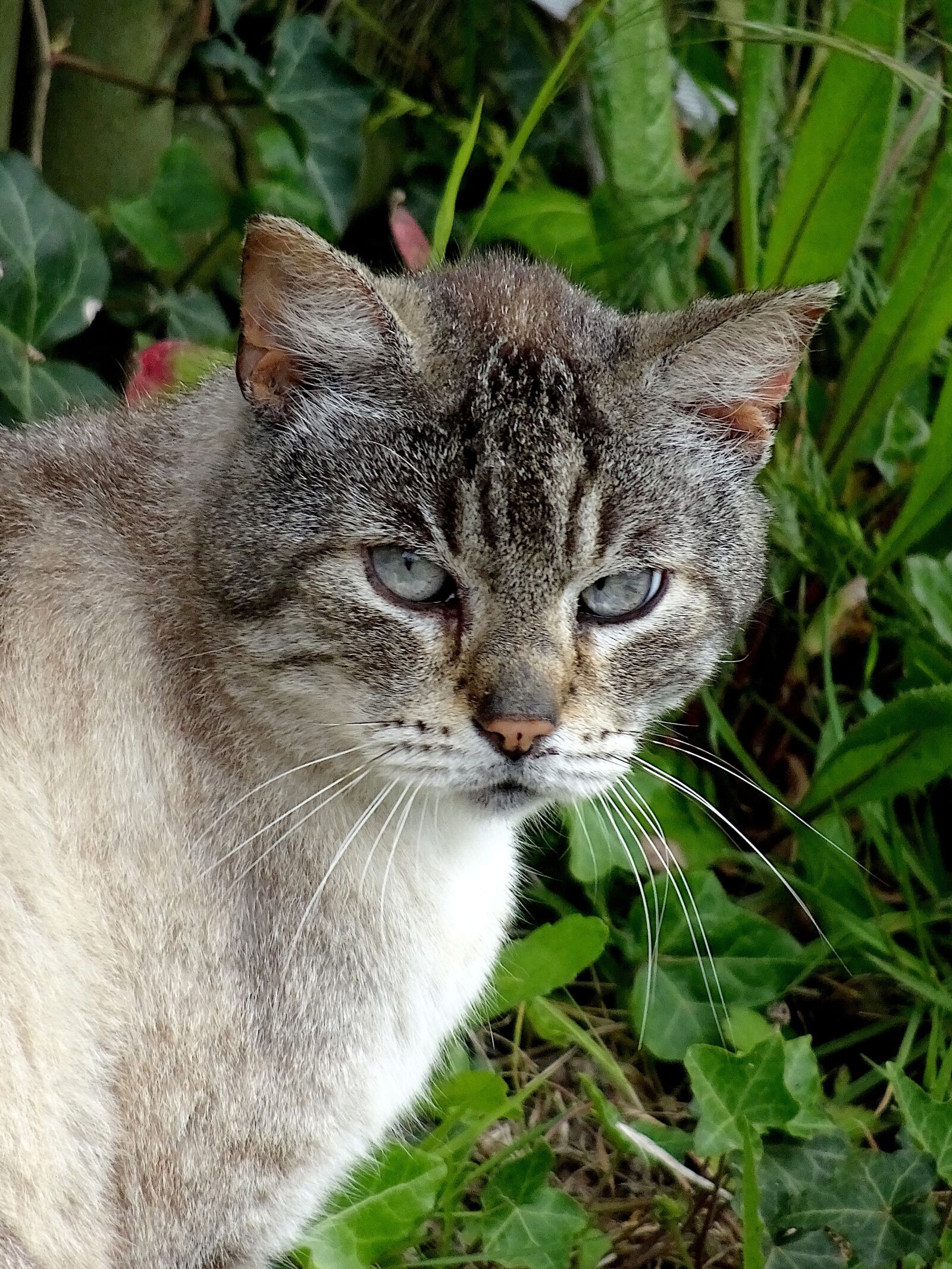 Sony Cyber-shot DSC-HX90V sample photo. Cat, feline, portrait photography