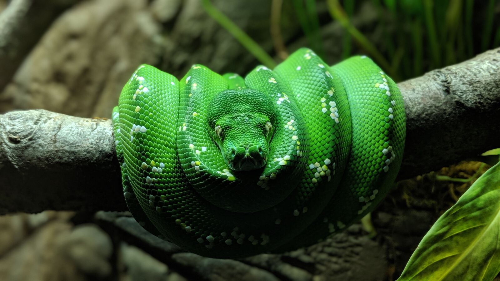 Google Pixel 2 sample photo. Snake, green, reptile photography