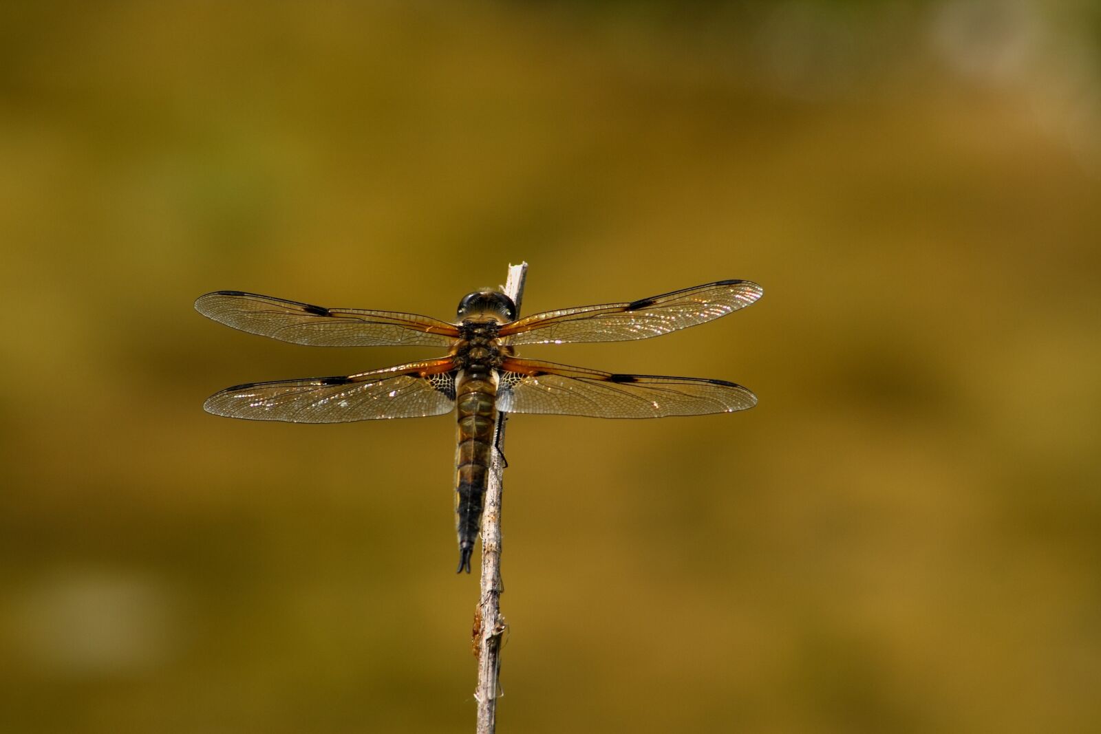 Canon EOS 400D (EOS Digital Rebel XTi / EOS Kiss Digital X) sample photo. Dragonfly, insect, wing photography