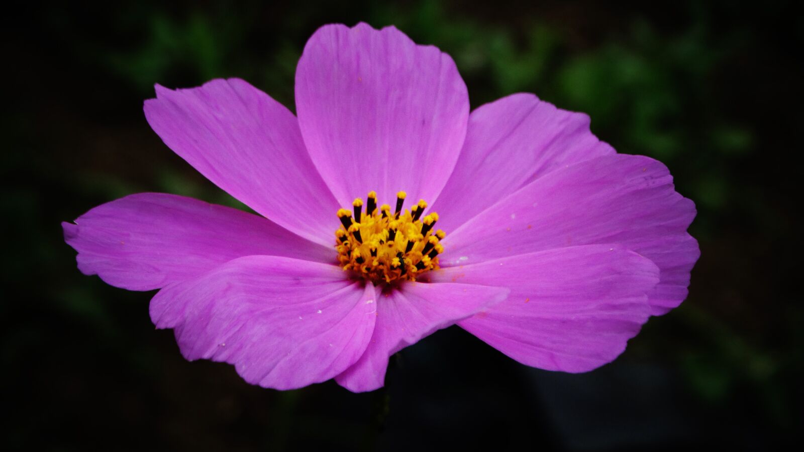 Sony Cyber-shot DSC-HX300 sample photo. Flower, pollen, blossom photography