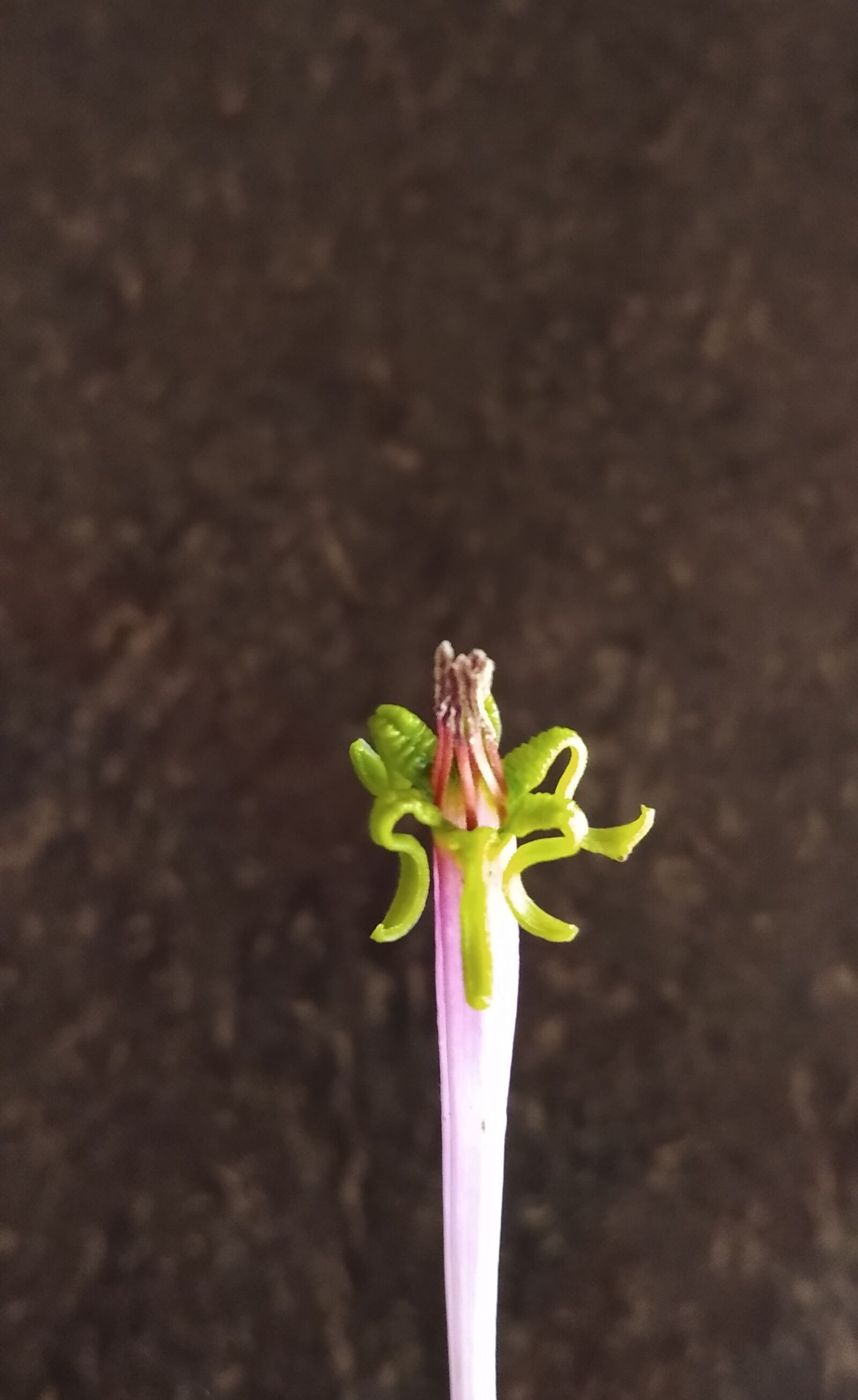 Xiaomi Redmi 8A Dual sample photo. Poov, menas, pooov photography