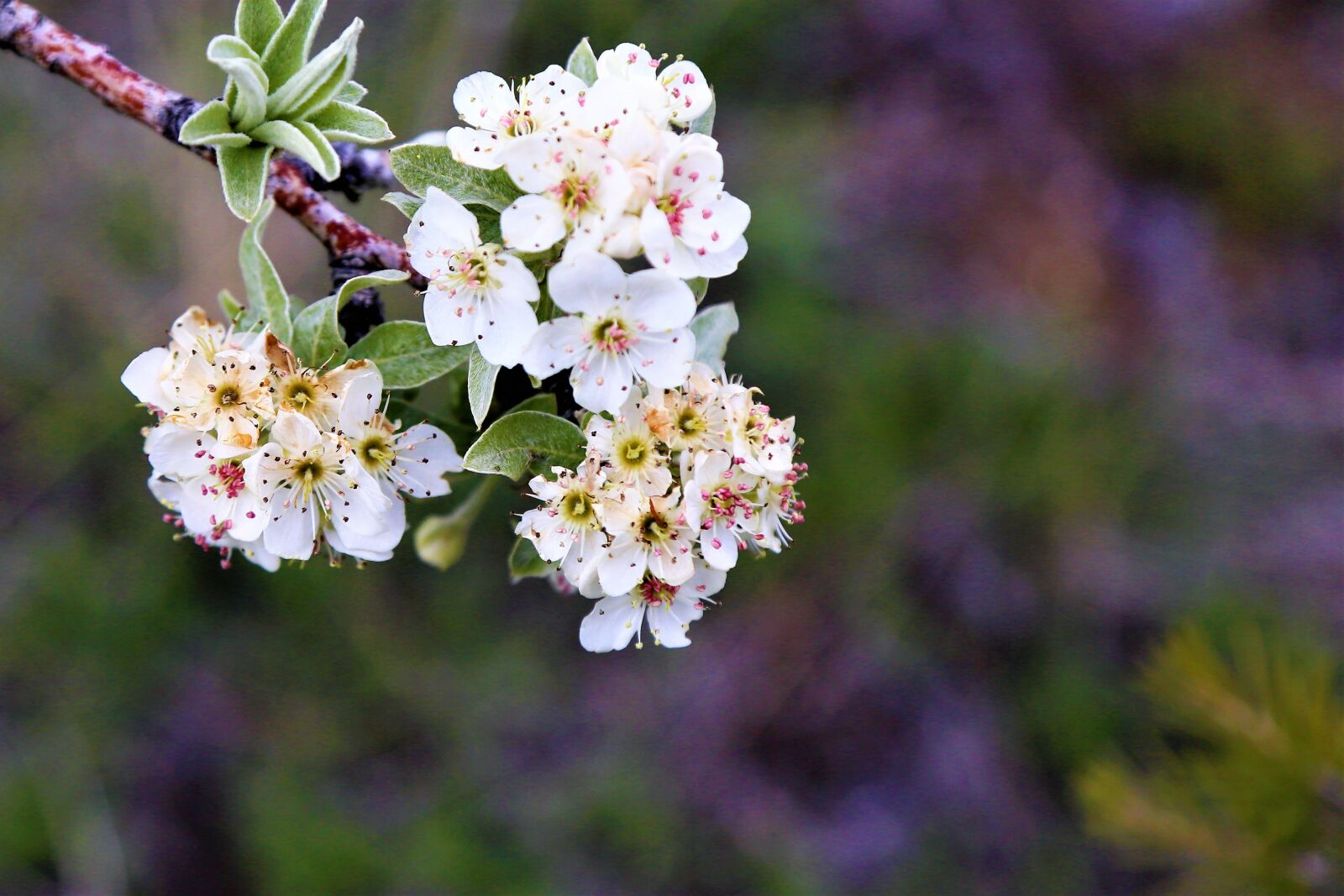 Canon EOS 5D Mark III sample photo. Flower, nature, spring photography