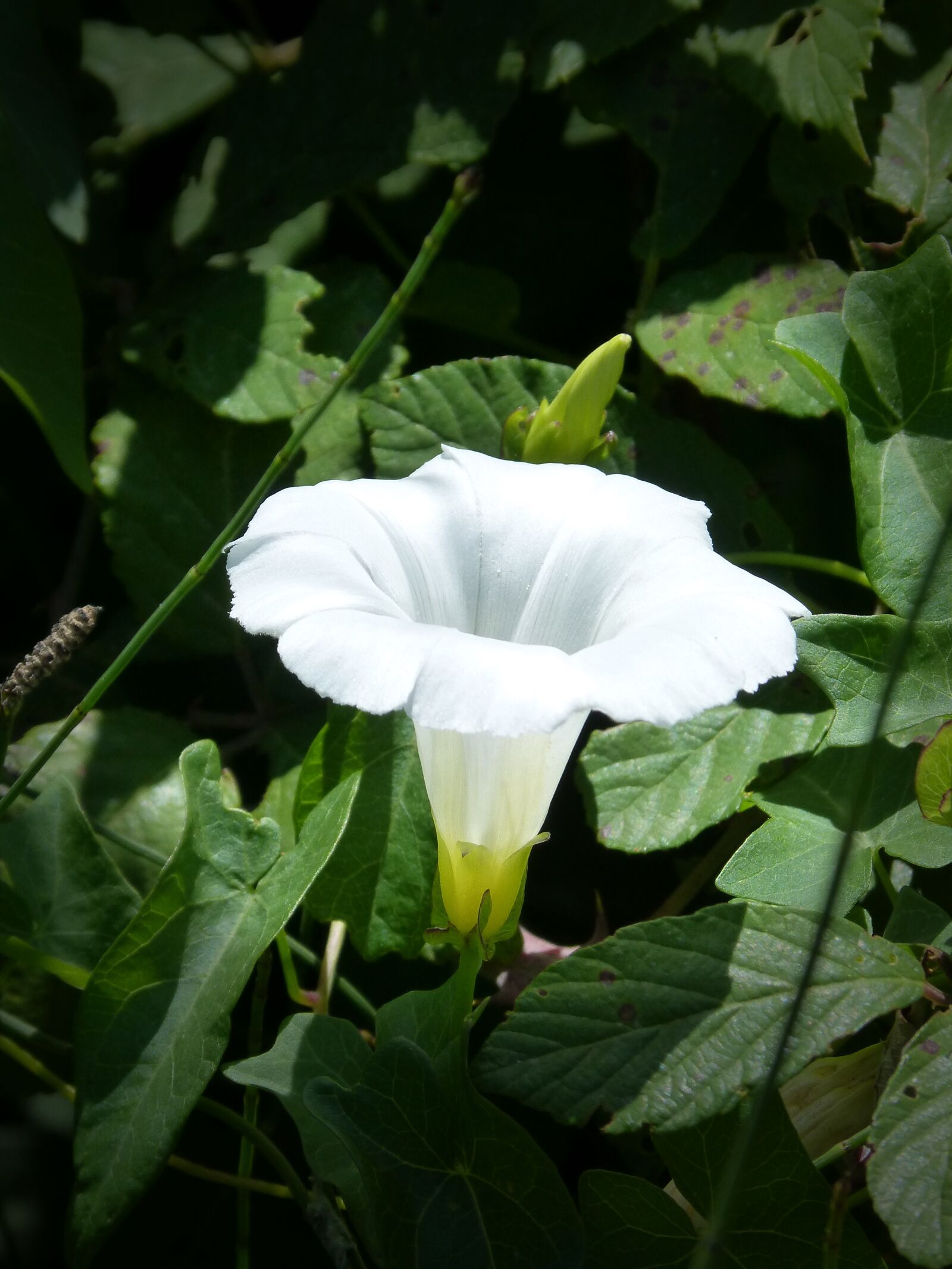 Panasonic DMC-FZ62 sample photo. Flower, white flower, bell photography
