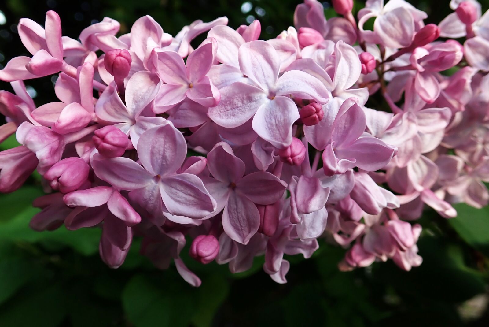 Olympus TG-5 sample photo. Flower, pink, lilac photography