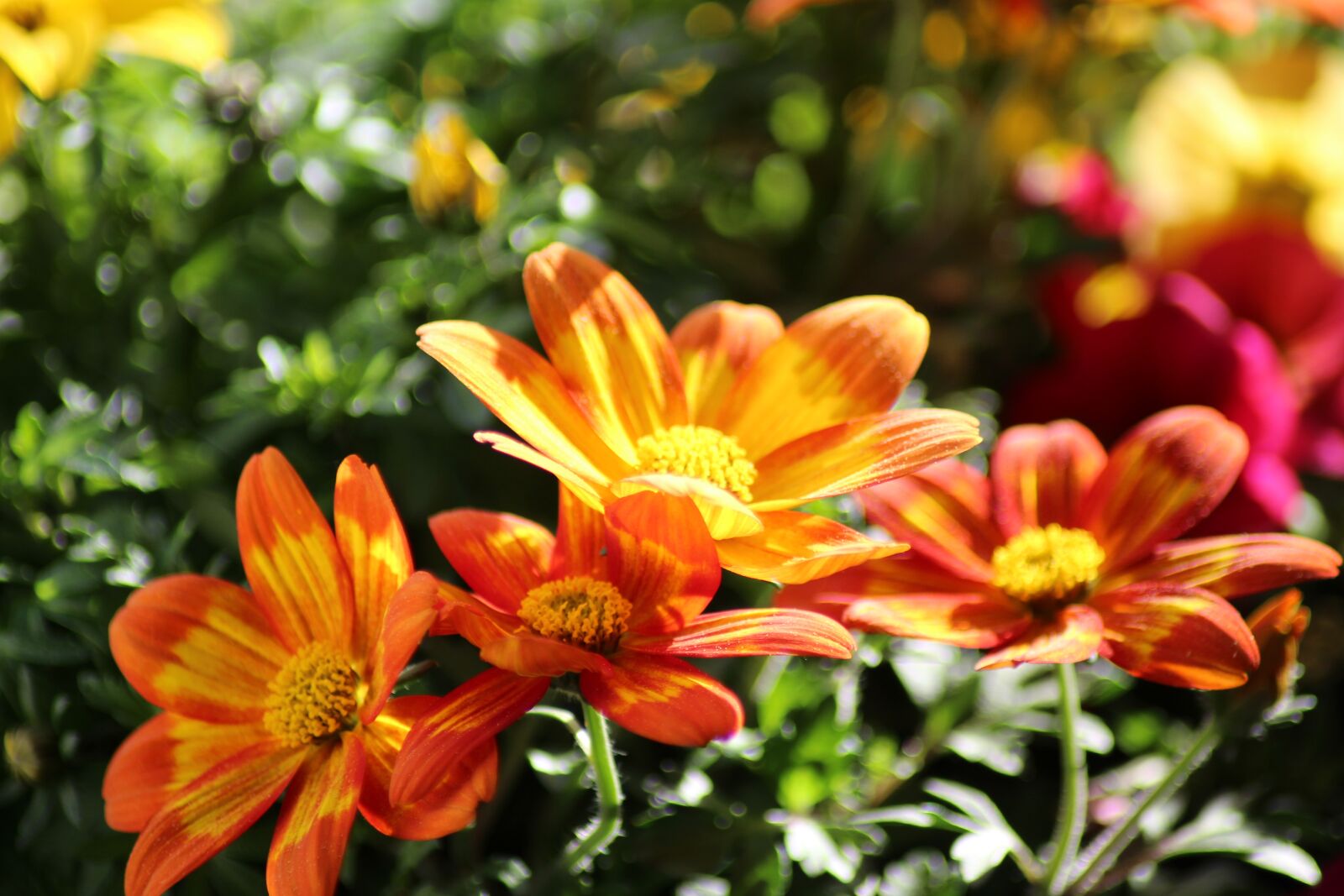 Canon EOS 1300D (EOS Rebel T6 / EOS Kiss X80) sample photo. Flower, nature, plant photography