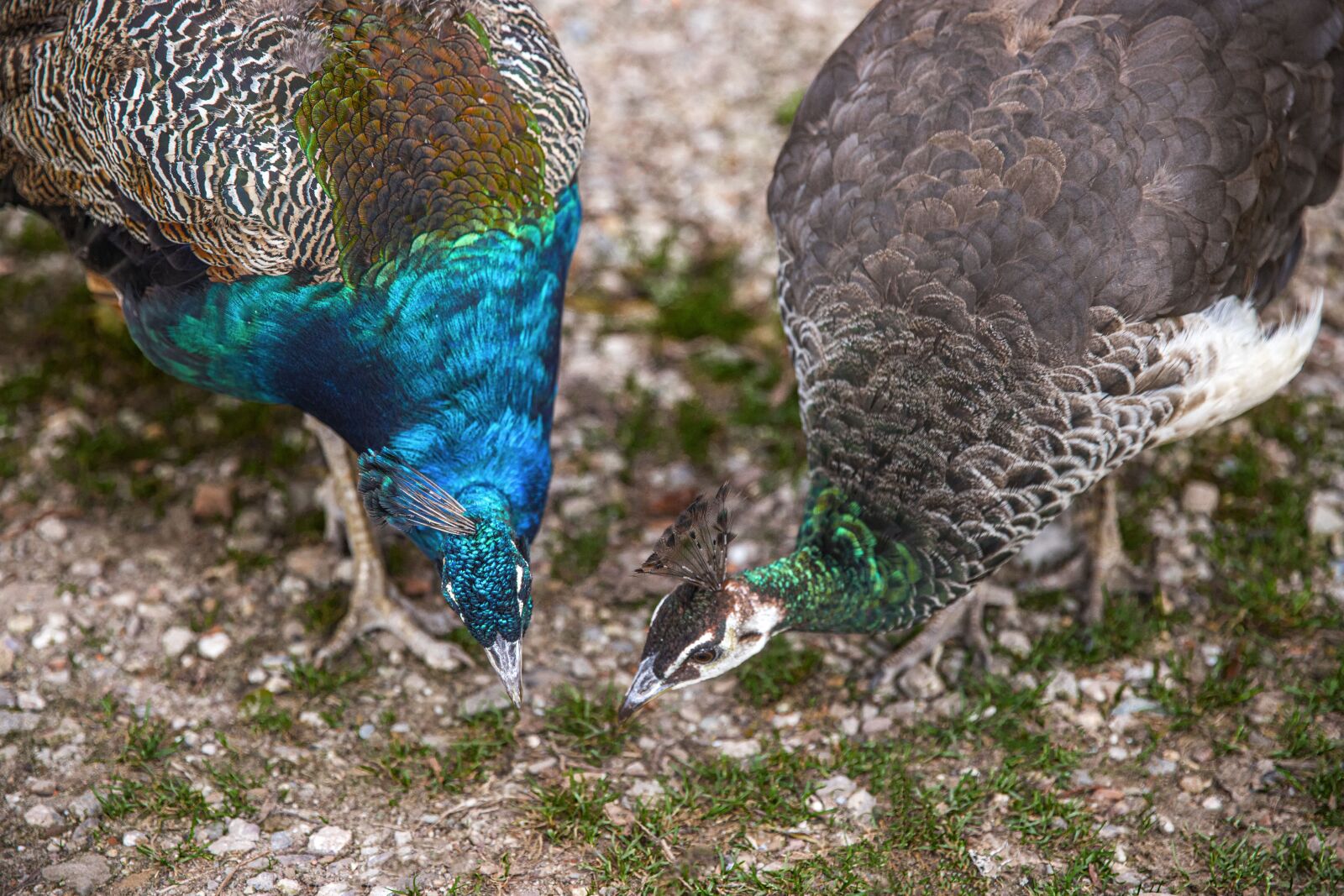 Canon EOS 6D Mark II sample photo. Birds, nature, blue photography