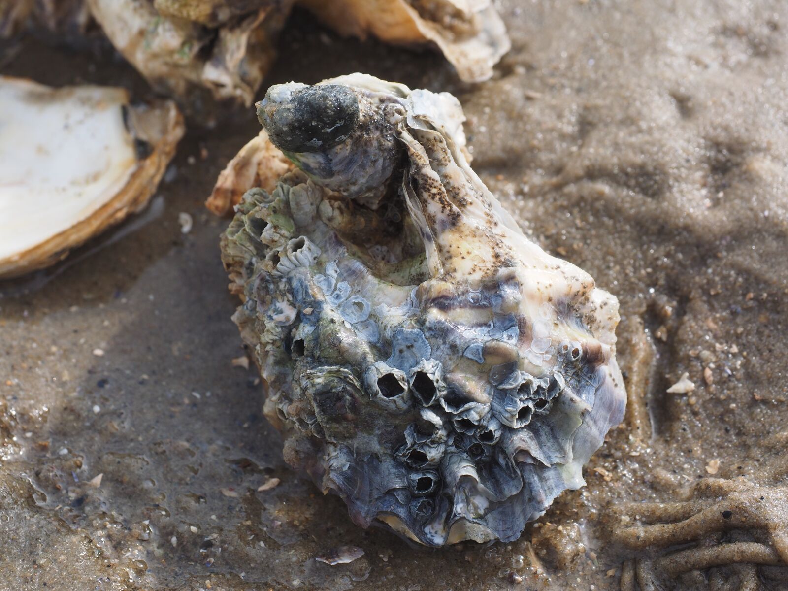 Olympus OM-D E-M1 + Olympus M.Zuiko Digital ED 12-40mm F2.8 Pro sample photo. Pacific oyster, oyster, shell photography