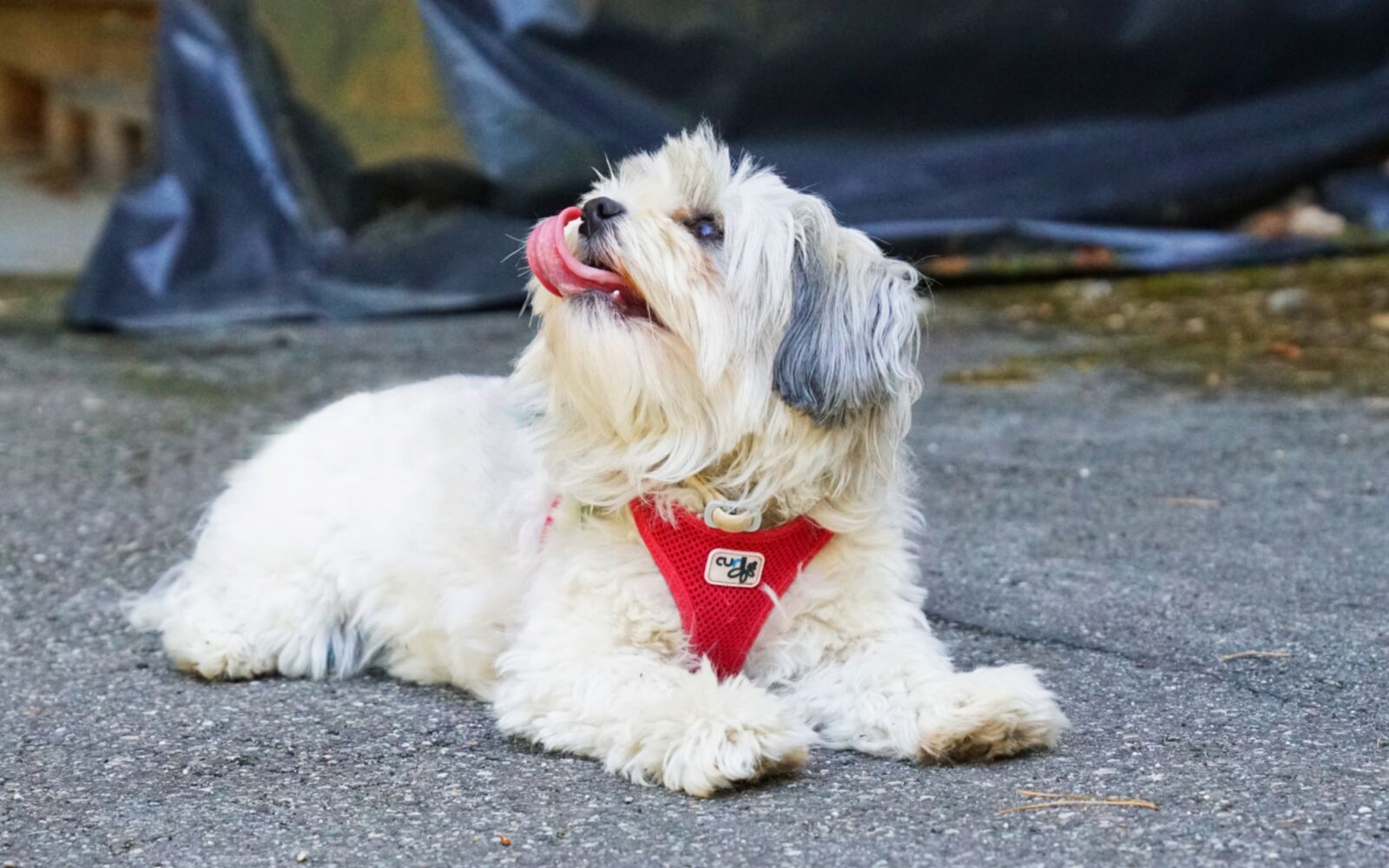 Sony a7R II + Sony FE 24-70mm F2.8 GM sample photo. Mia, havanese, constance photography