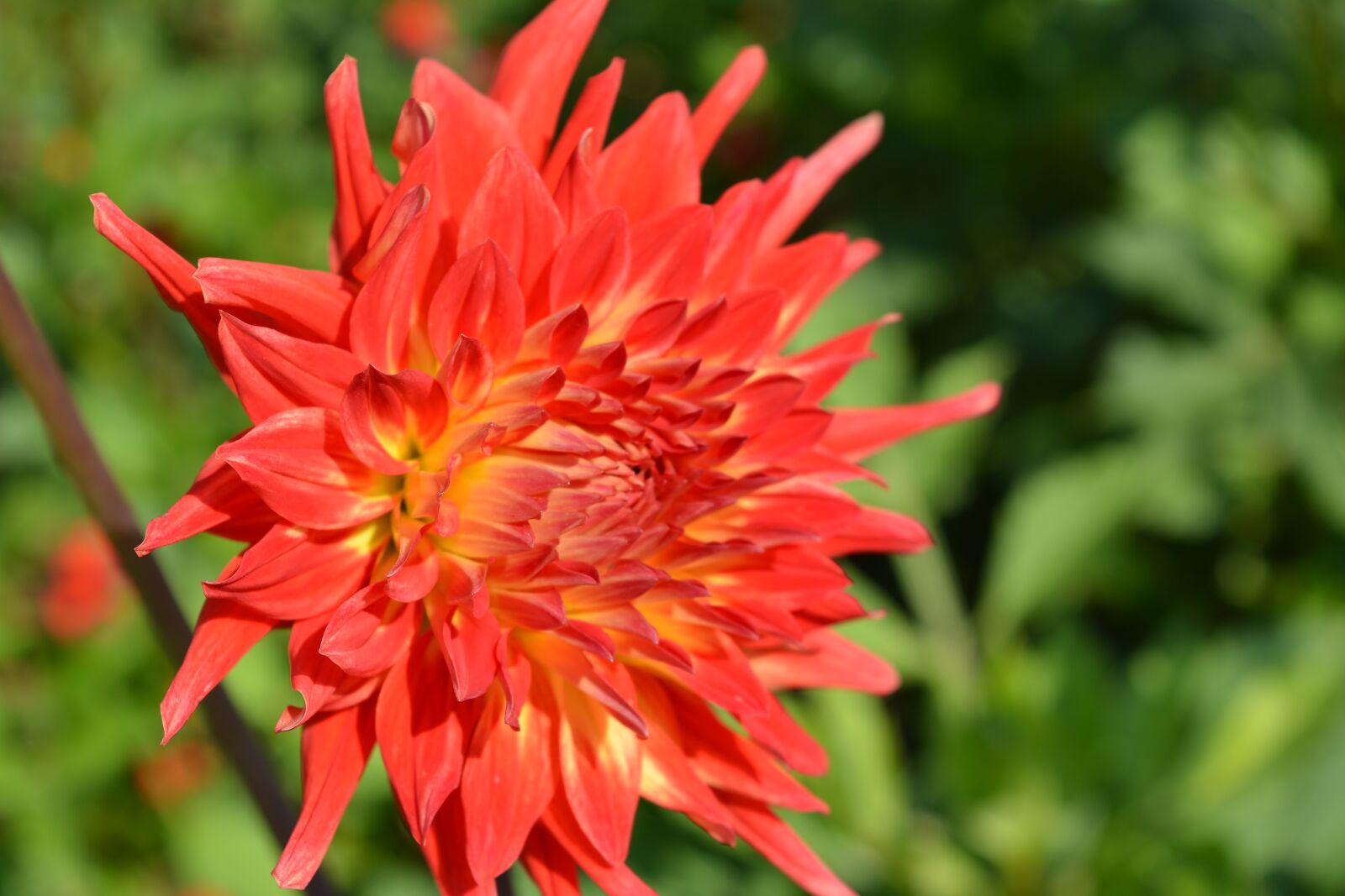 Nikon D5200 sample photo. Garden, dahlia, flora photography