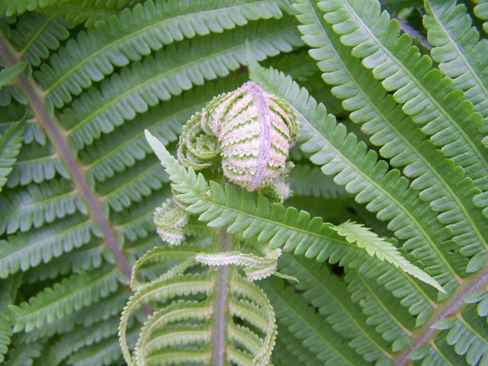 Kodak EASYSHARE ZD710 ZOOM DIGITAL CAMERA sample photo. Fern, green plants, snail-shaped photography