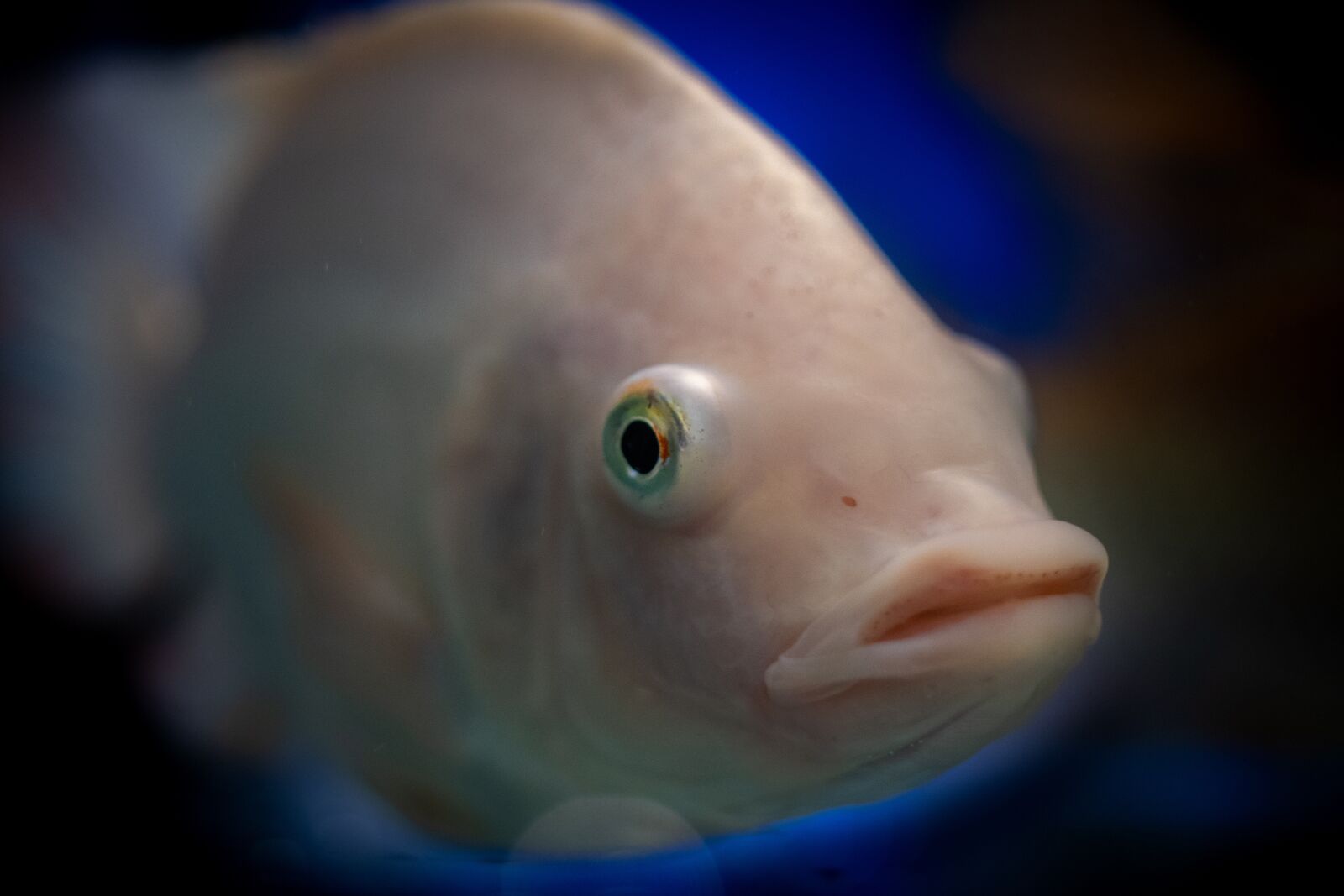 Nikon D500 sample photo. Dreamy, fish, animal photography