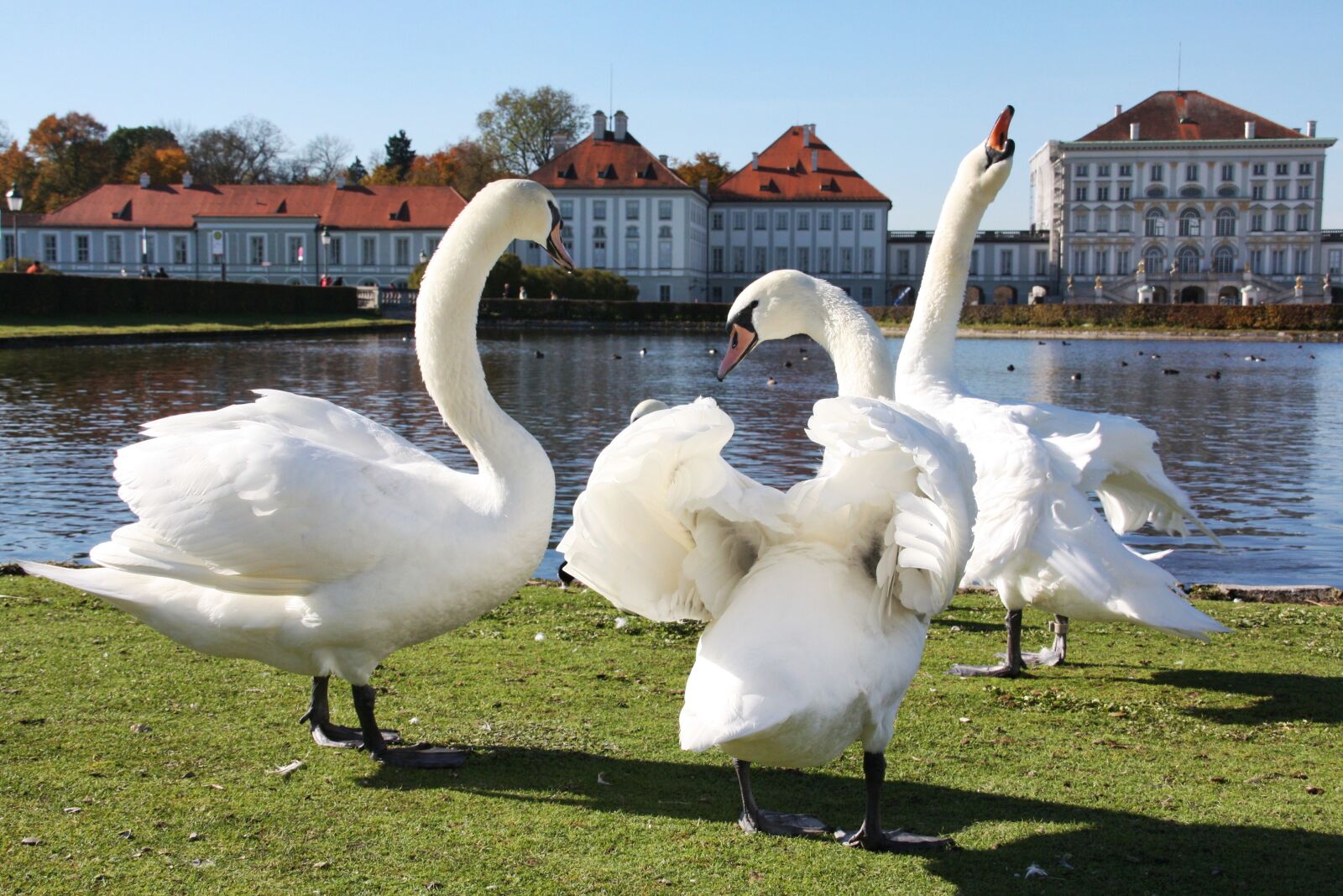 Canon EOS 450D (EOS Rebel XSi / EOS Kiss X2) sample photo. Swan, waters, lake photography