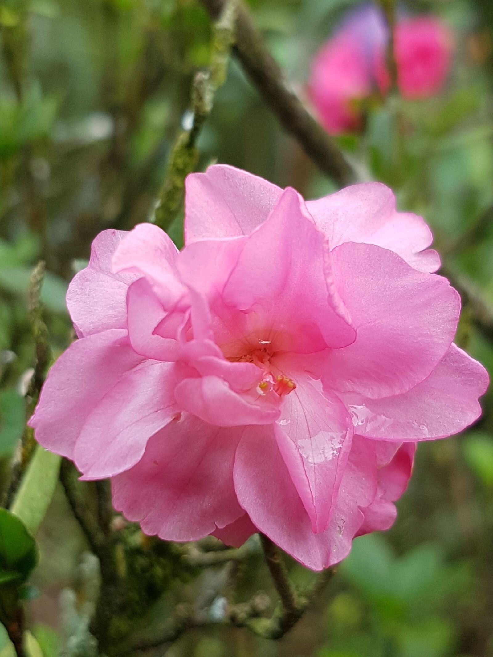 Samsung Galaxy S7 Edge sample photo. Pink, flower, nature photography