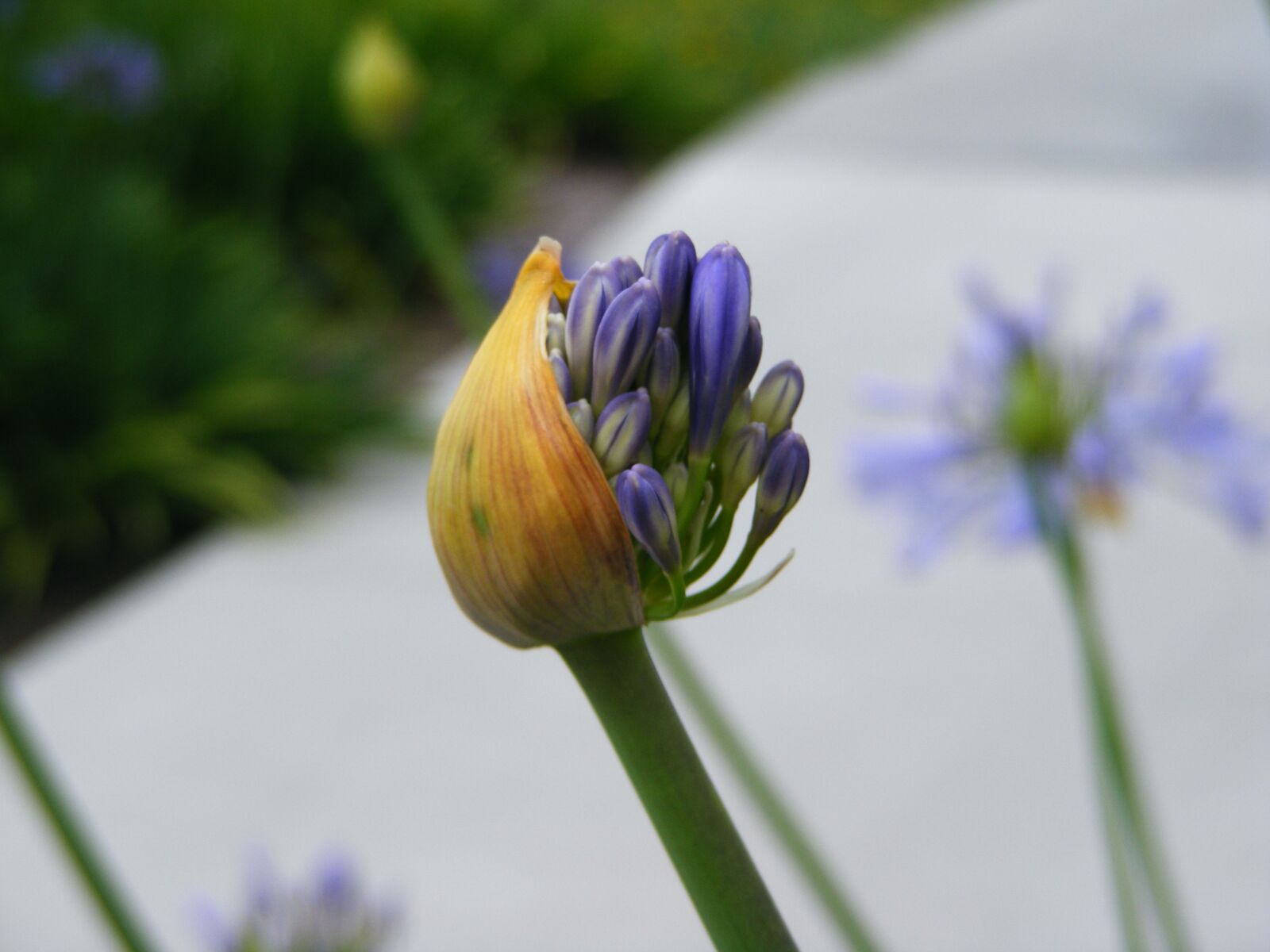 Fujifilm FinePix S5700 S700 sample photo. Budding, bud reflection, transformation photography