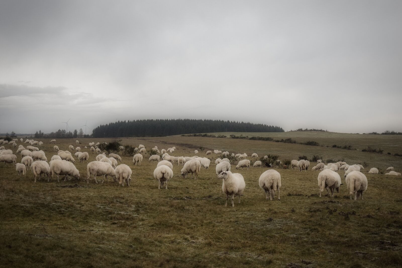 Nikon D3300 sample photo. Moor, landscape, nature photography