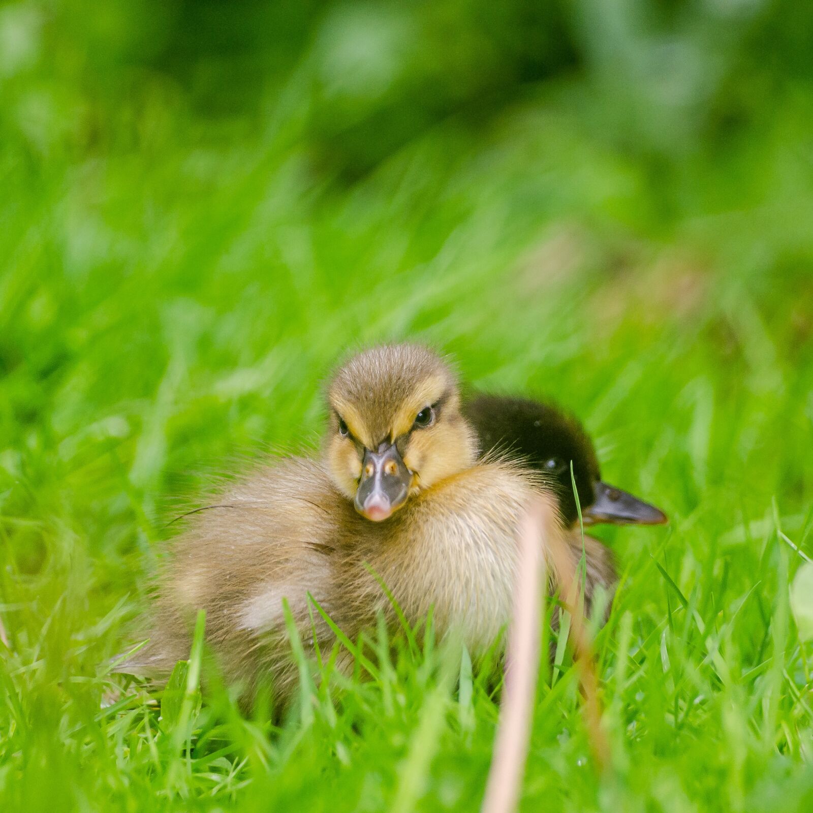 Nikon D7000 sample photo. Duckling, duck, baby photography