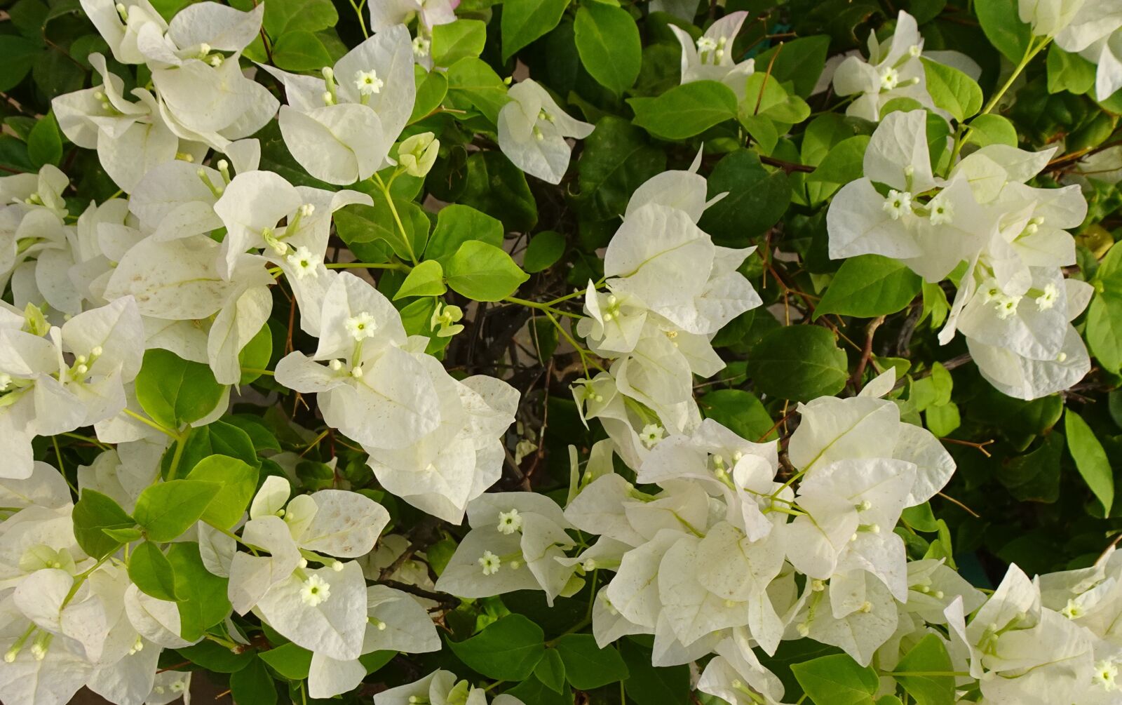 Sony DSC-WX800 sample photo. Flower, bougainvillea, white photography