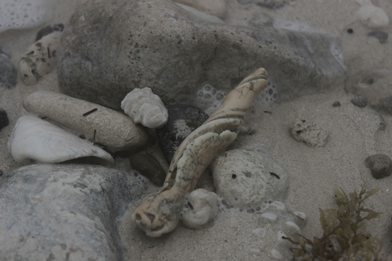 Canon EOS 600D (Rebel EOS T3i / EOS Kiss X5) sample photo. Beach, chill, macro, mexico photography